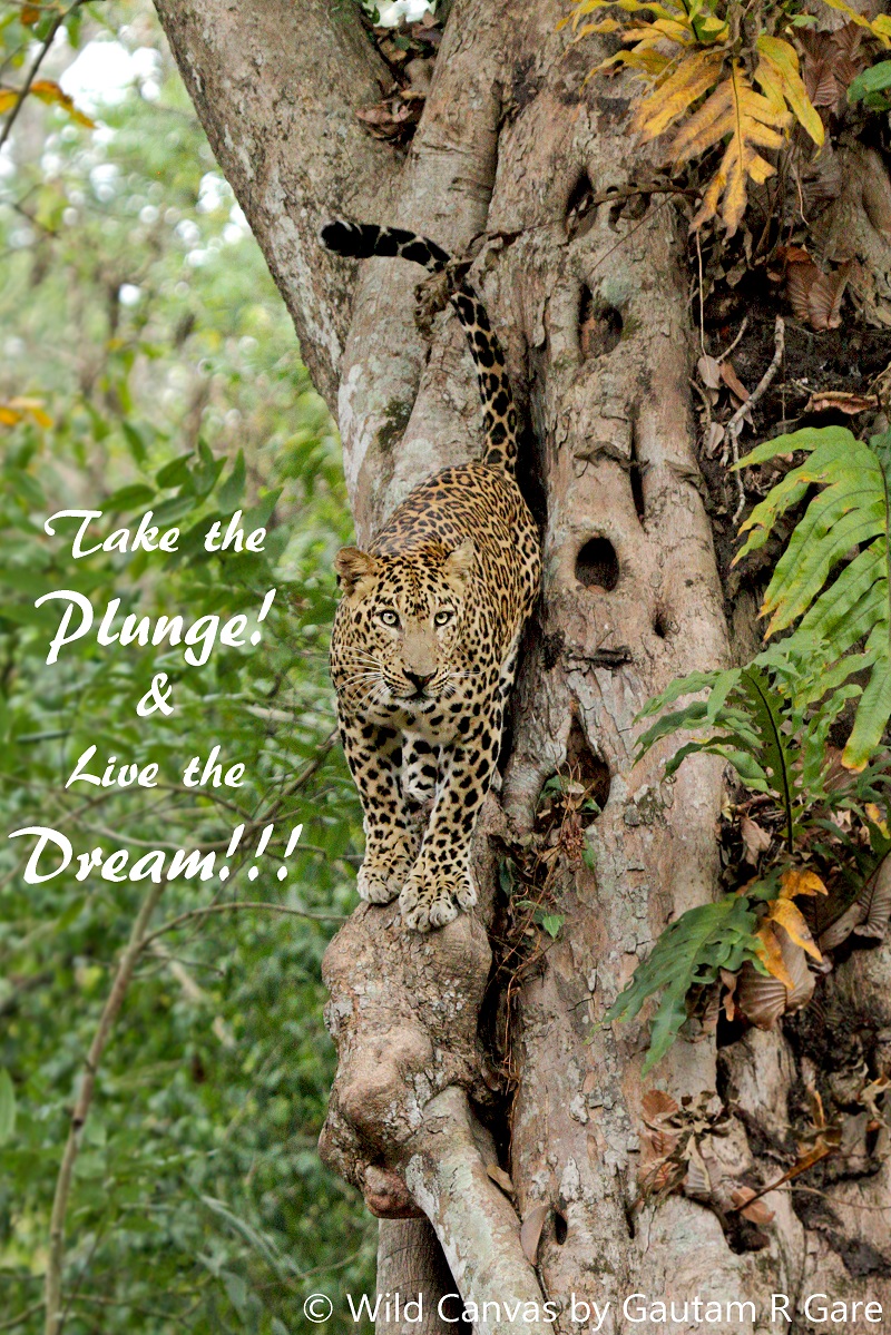Wildlife photograph