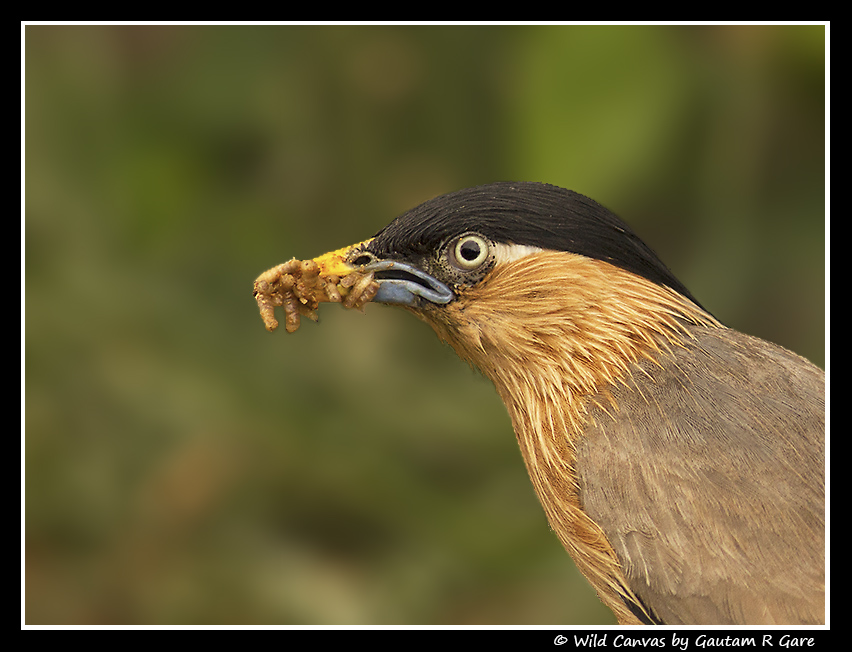 Wildlife photograph