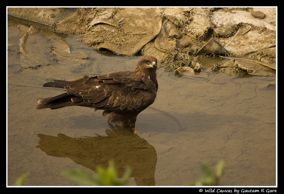 Wildlife photograph