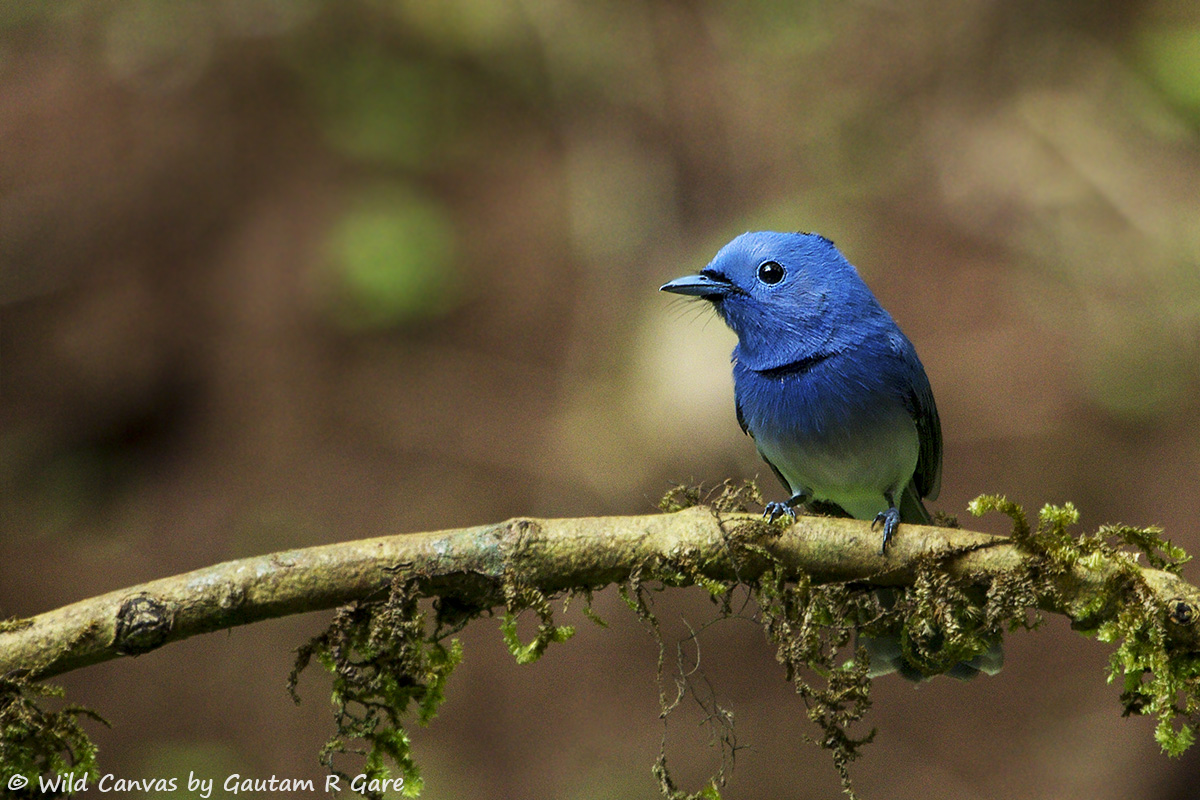 Wildlife photograph