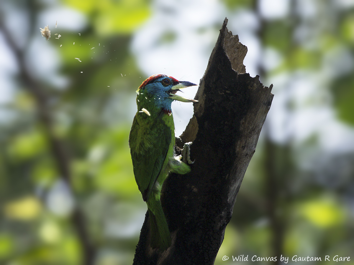 Wildlife photograph