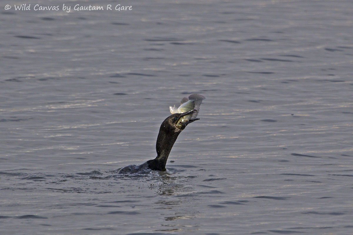 Wildlife photograph