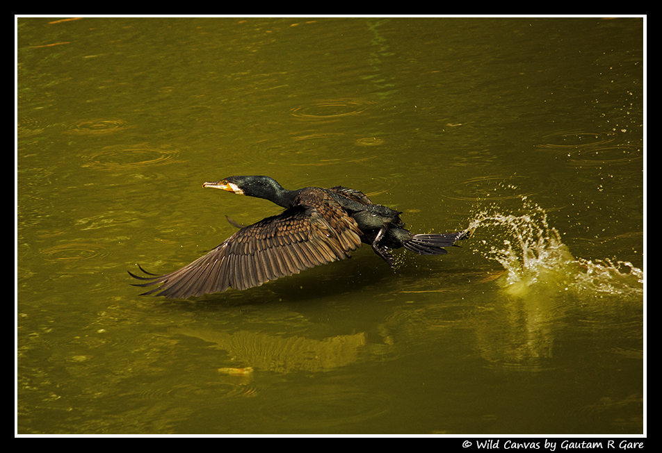 Wildlife photograph