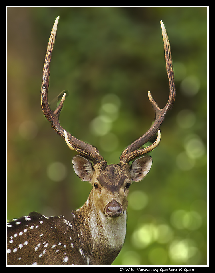 Wildlife photograph