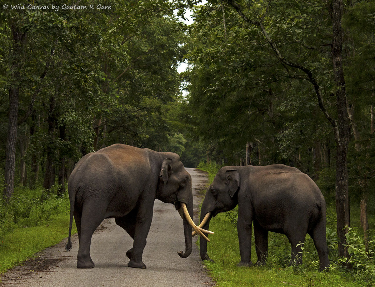 Wildlife photograph