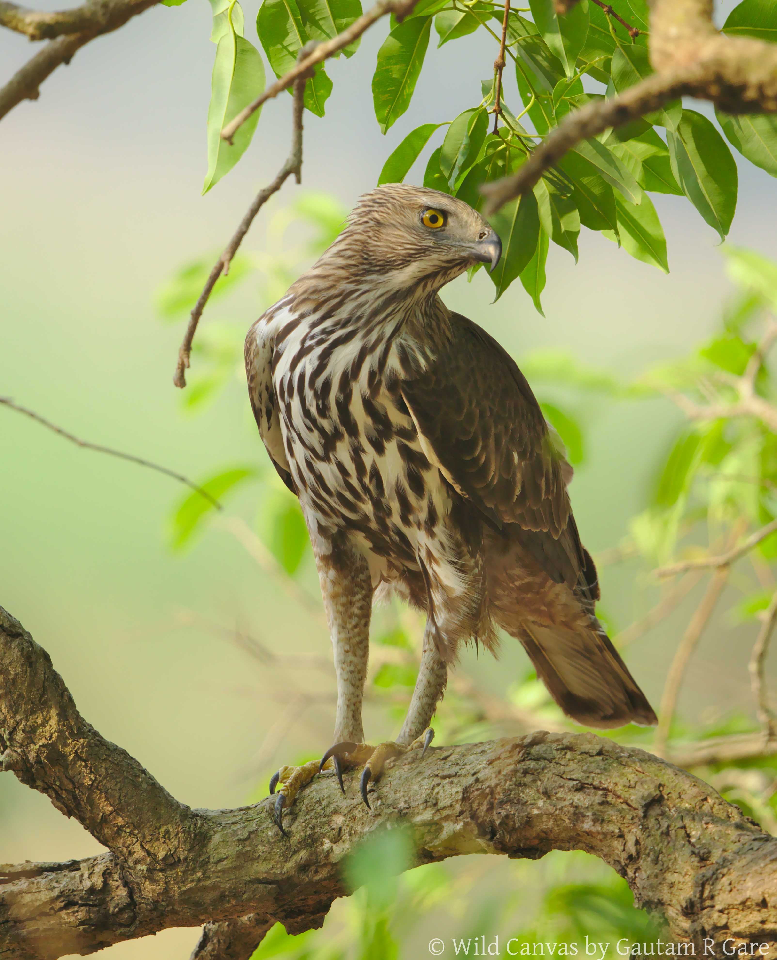 Wildlife photograph