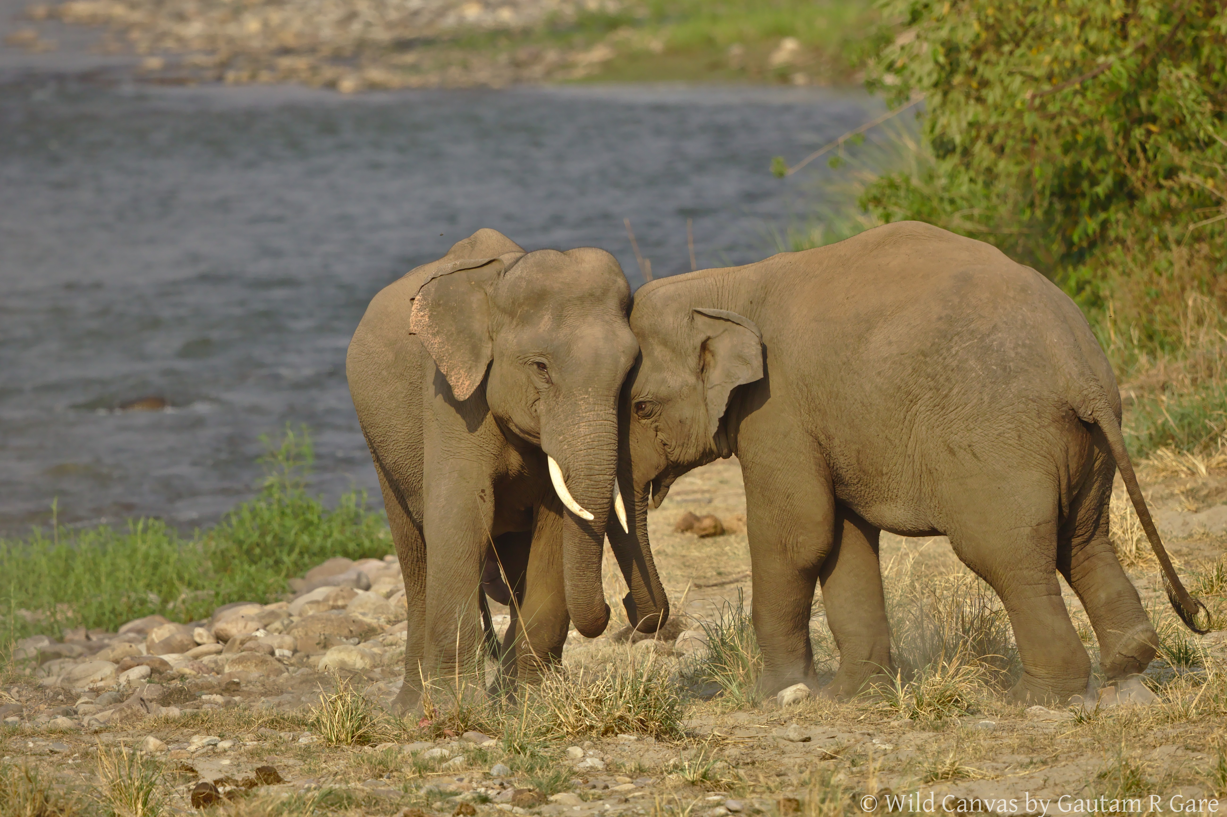 Wildlife photograph