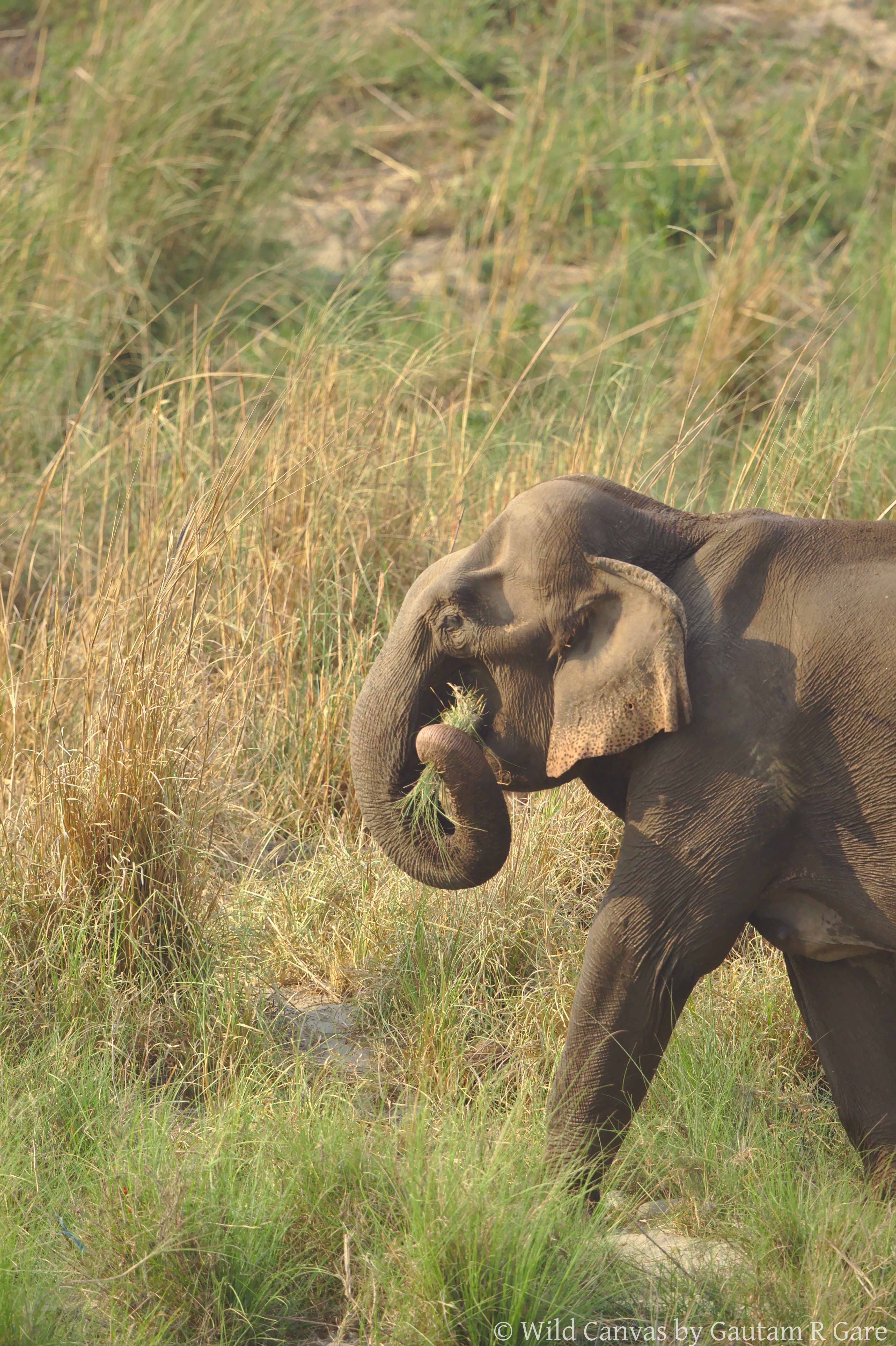 Wildlife photograph
