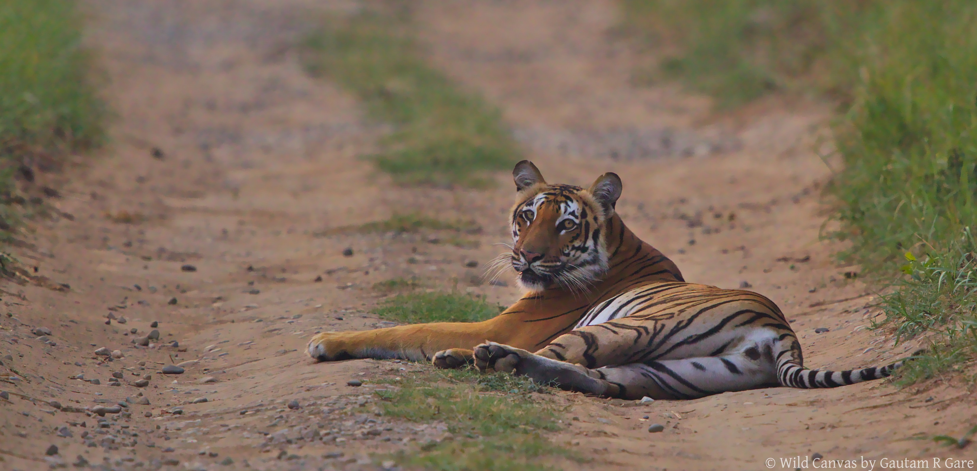 Wildlife photograph