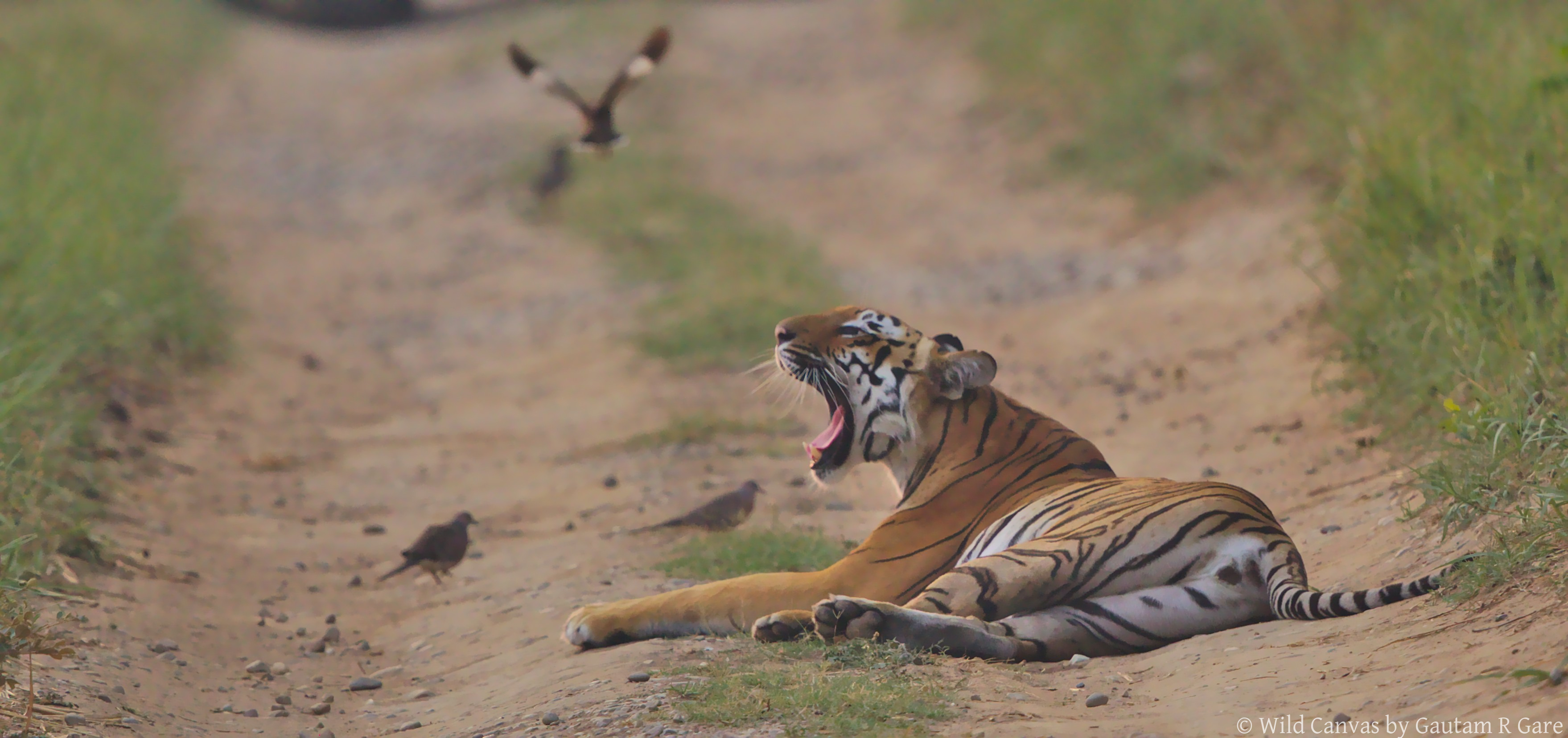 Wildlife photograph