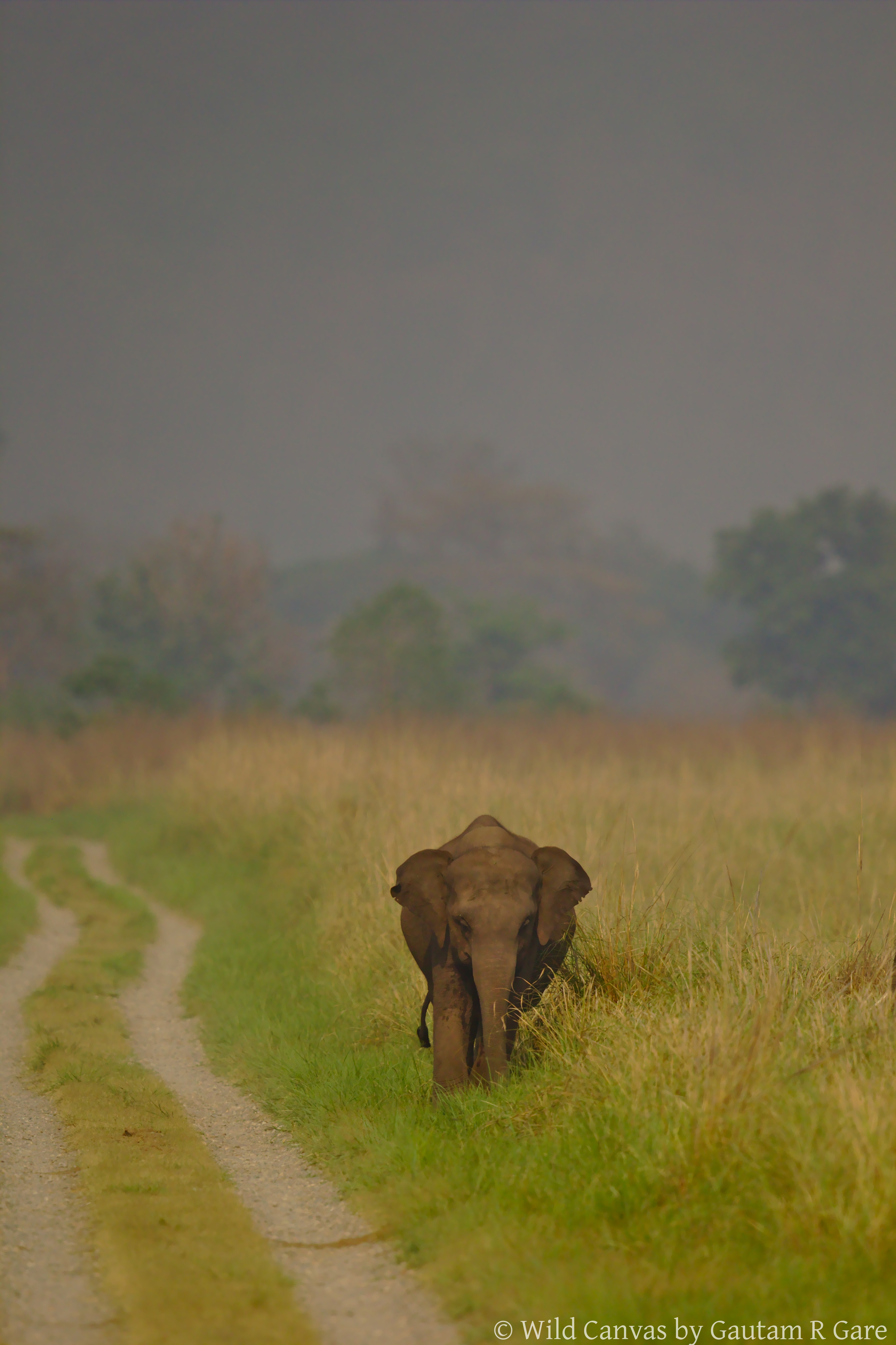 Wildlife photograph
