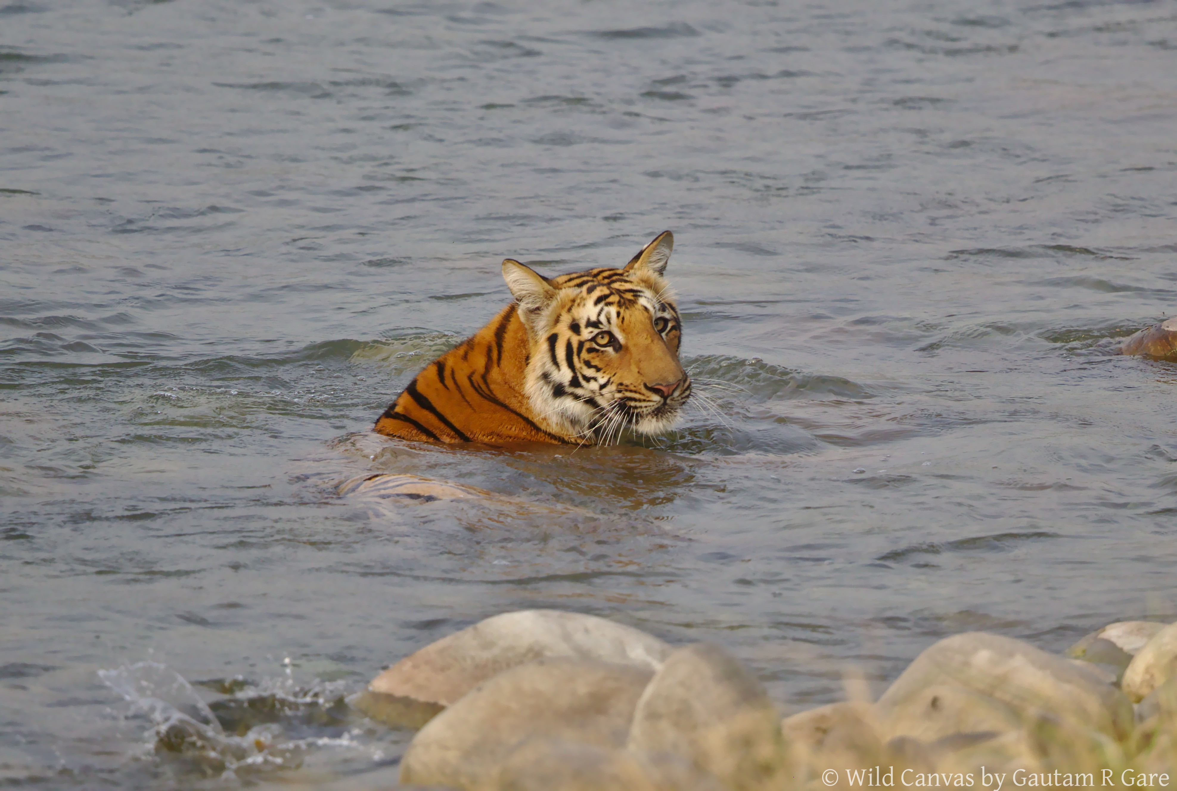 Wildlife photograph
