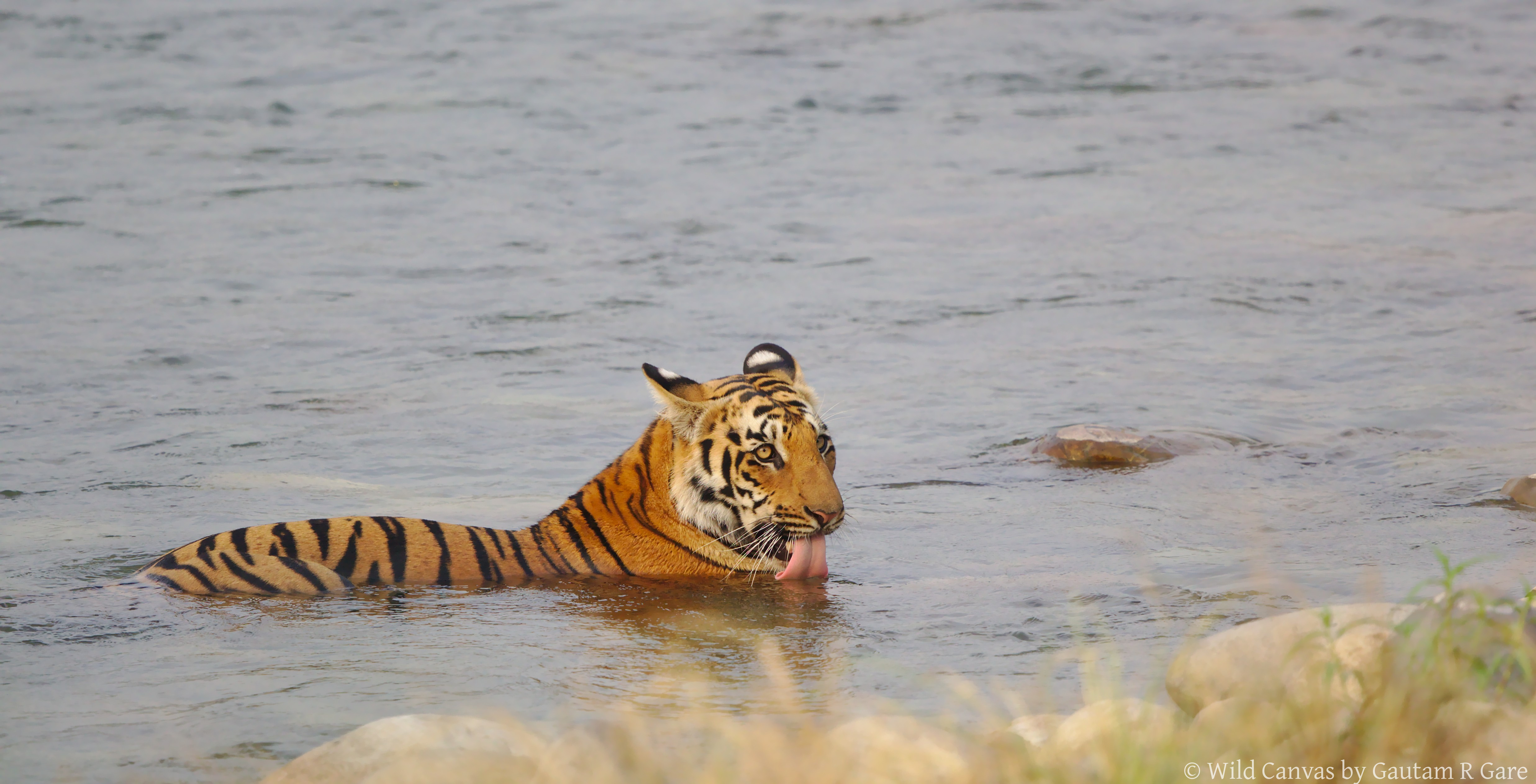 Wildlife photograph