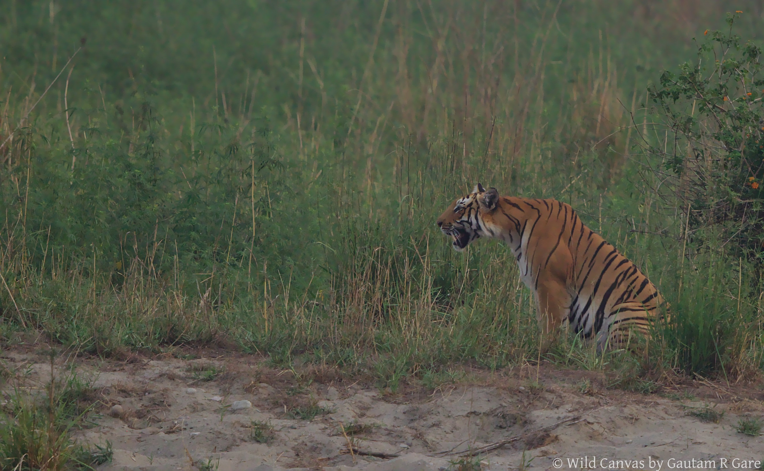 Wildlife photograph