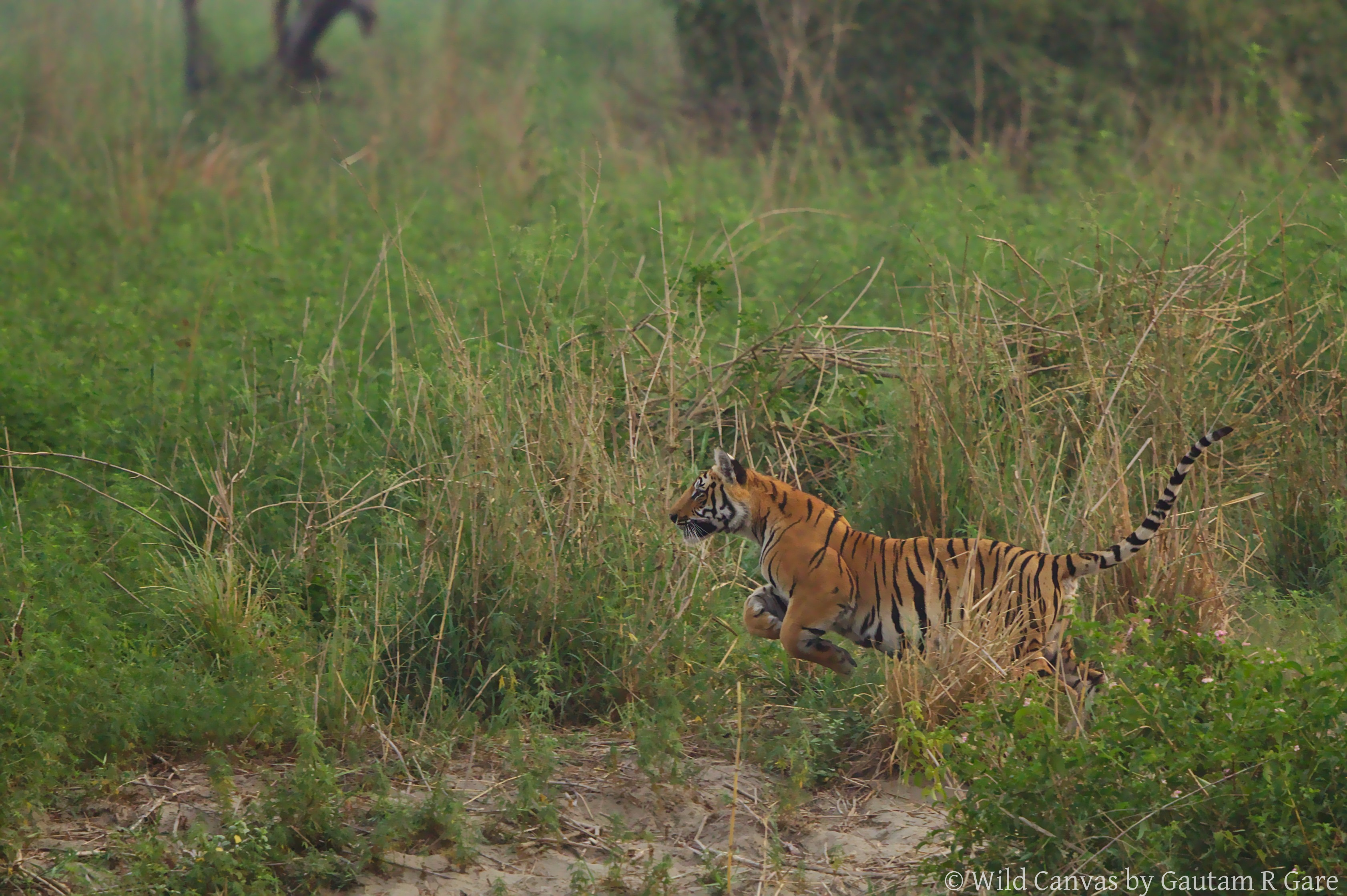 Wildlife photograph