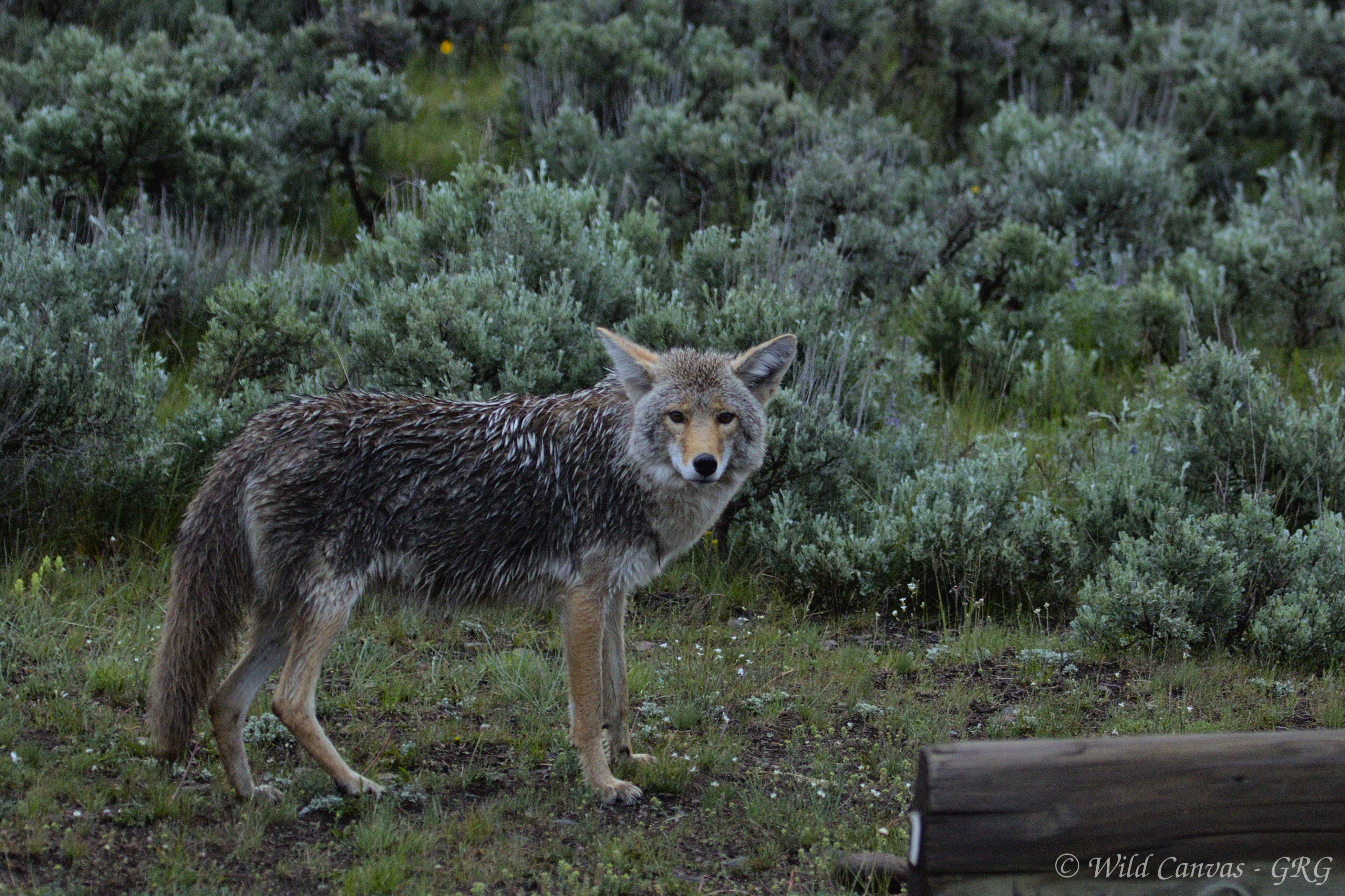Wildlife photograph