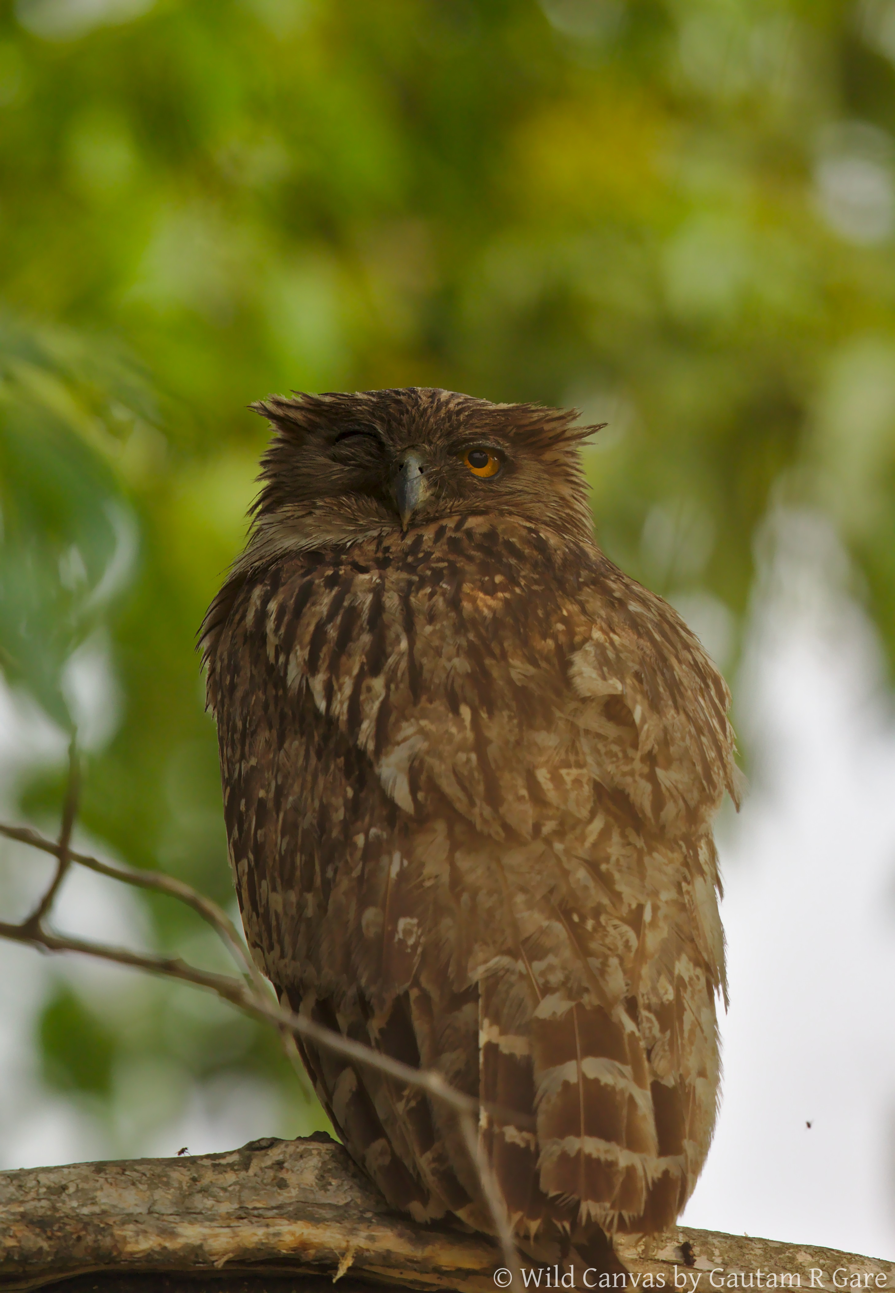 Wildlife photograph