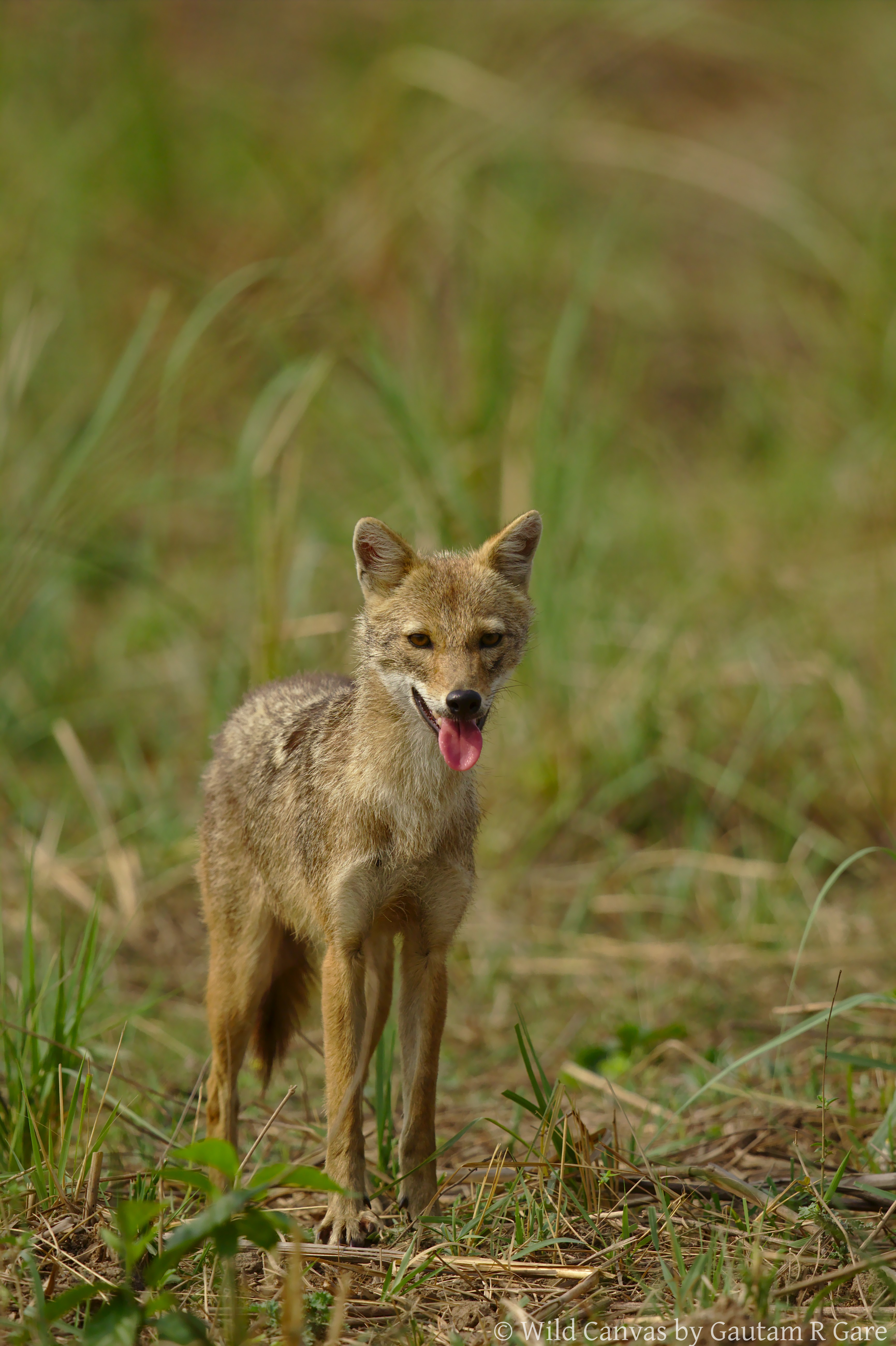 Wildlife photograph
