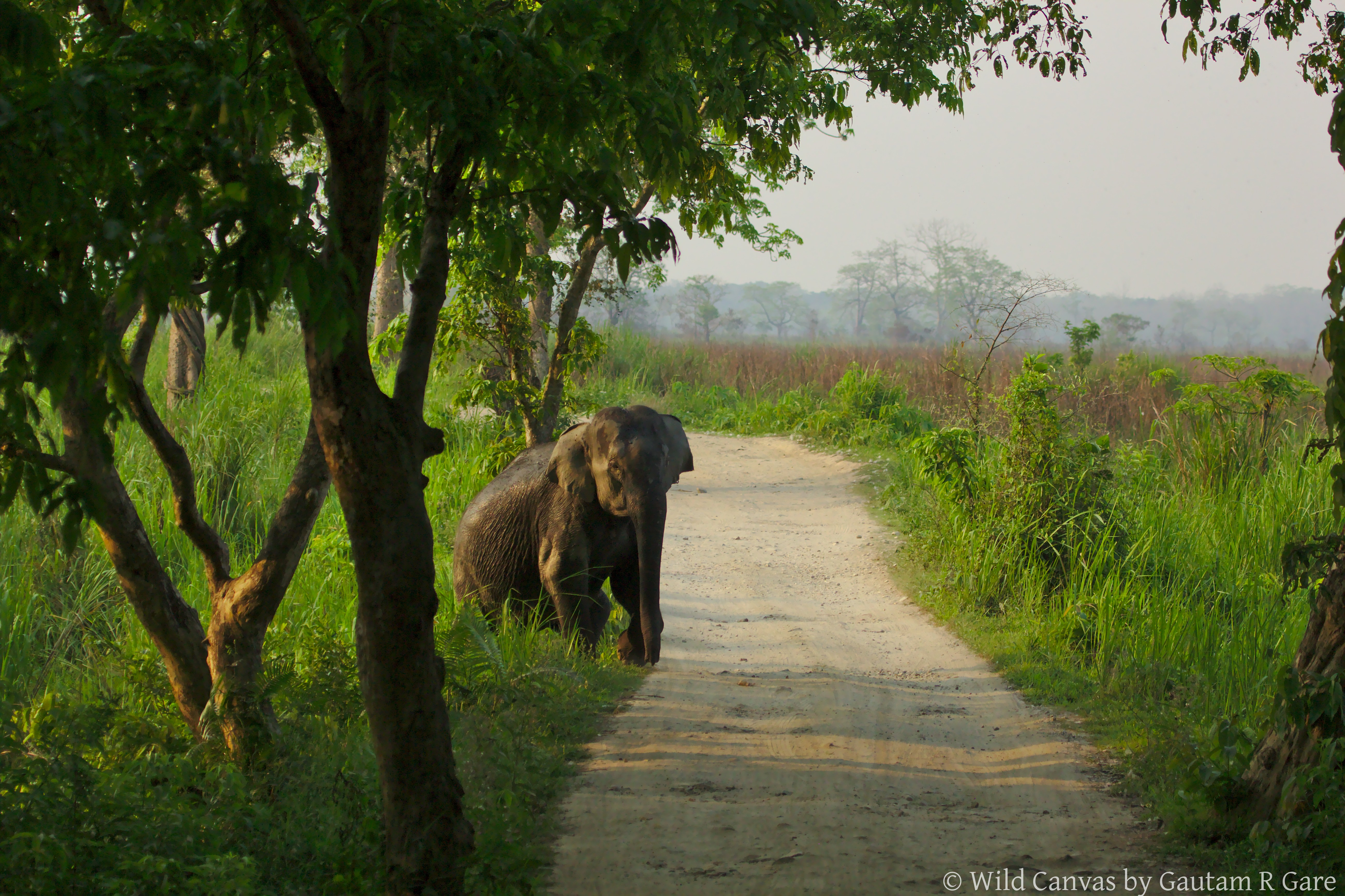 Wildlife photograph