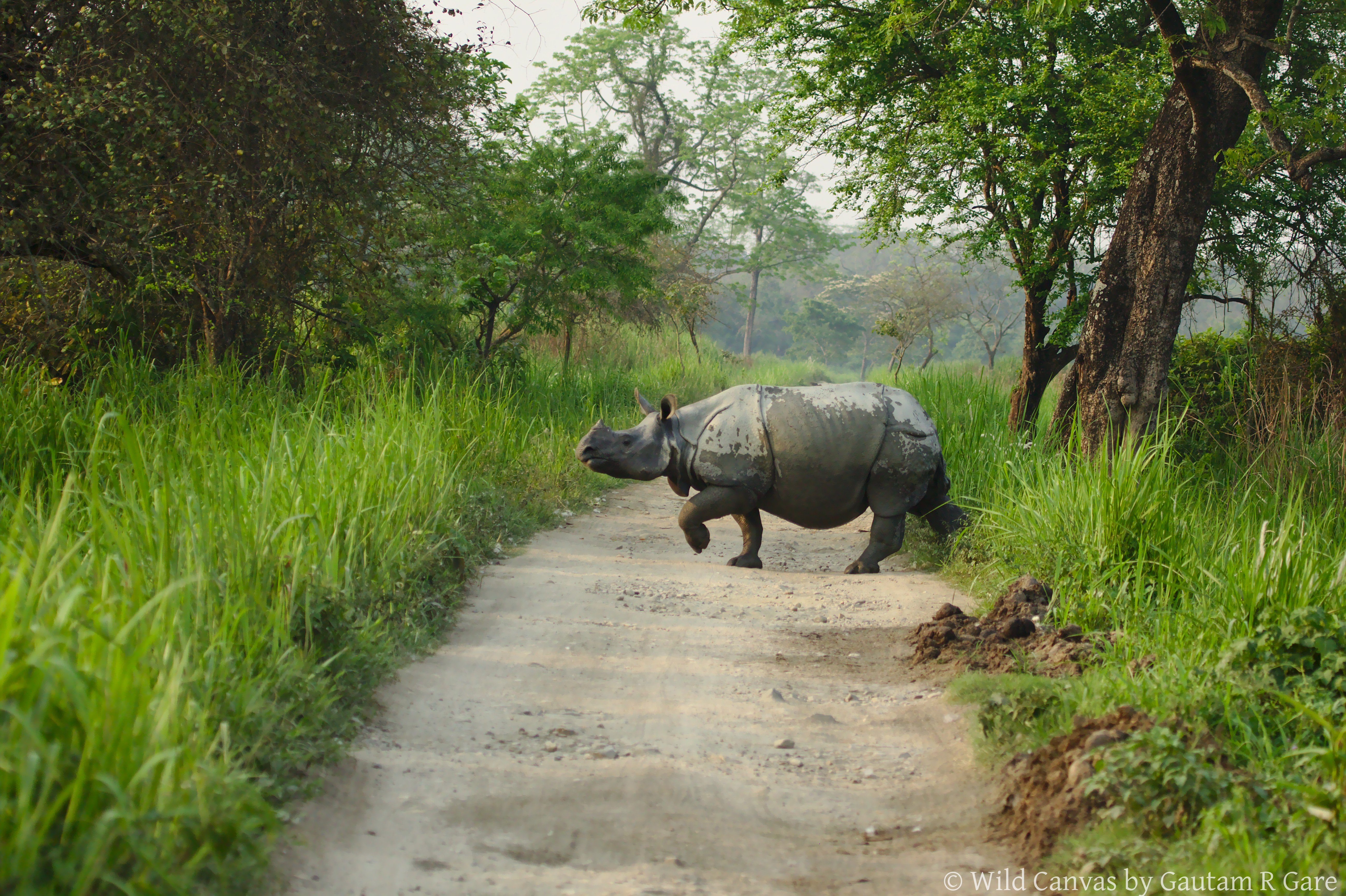 Wildlife photograph