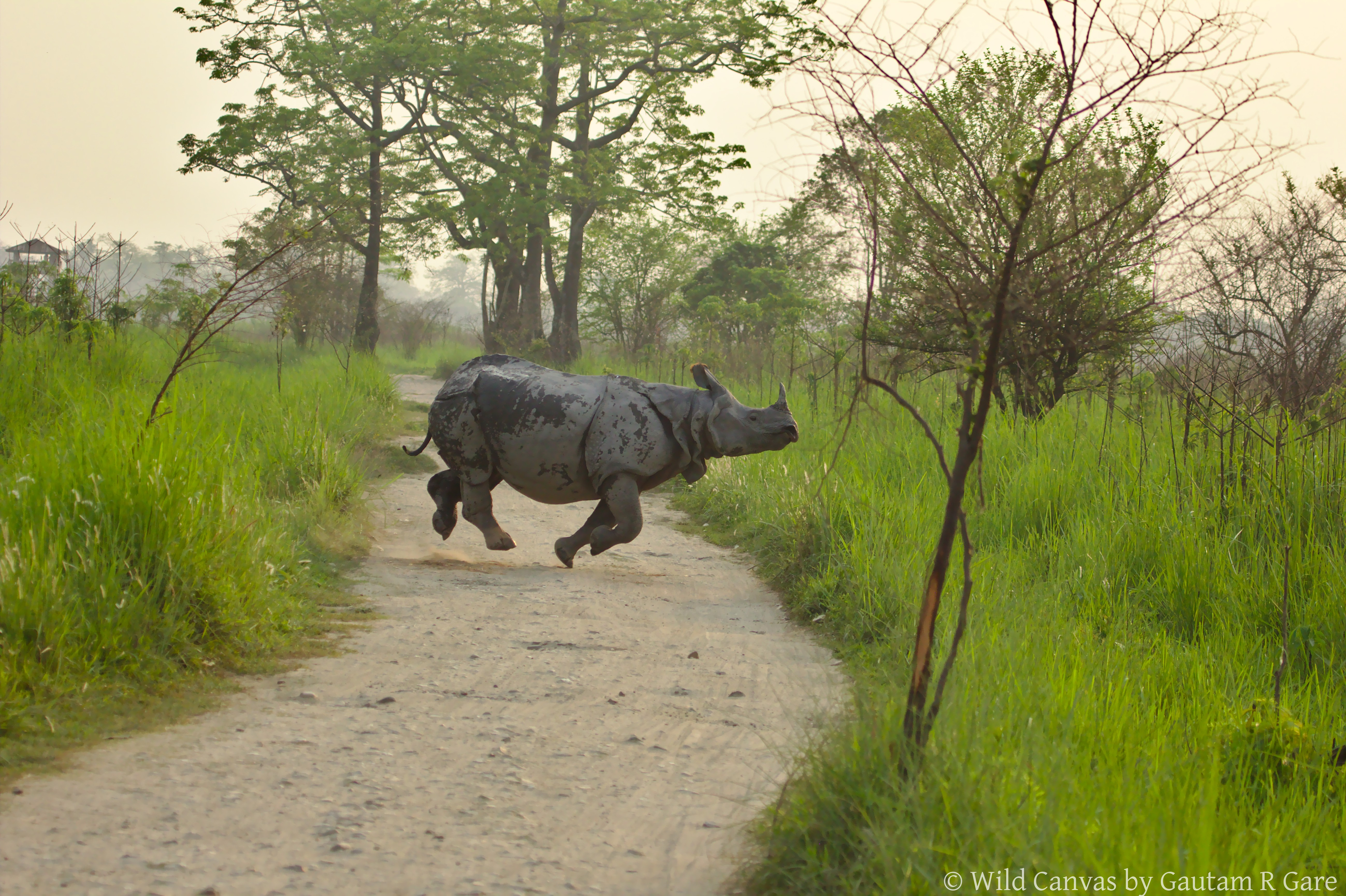 Wildlife photograph