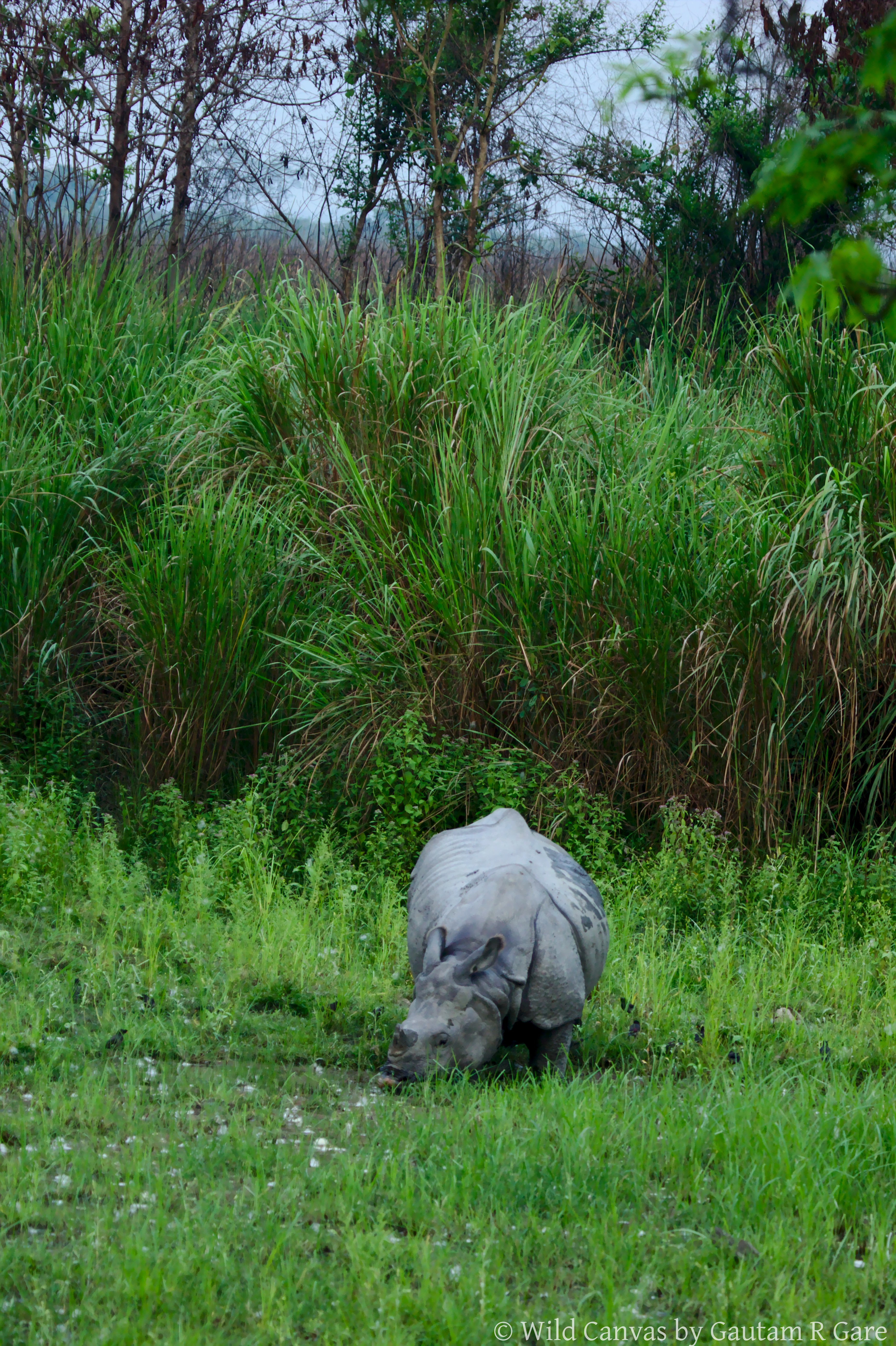Wildlife photograph
