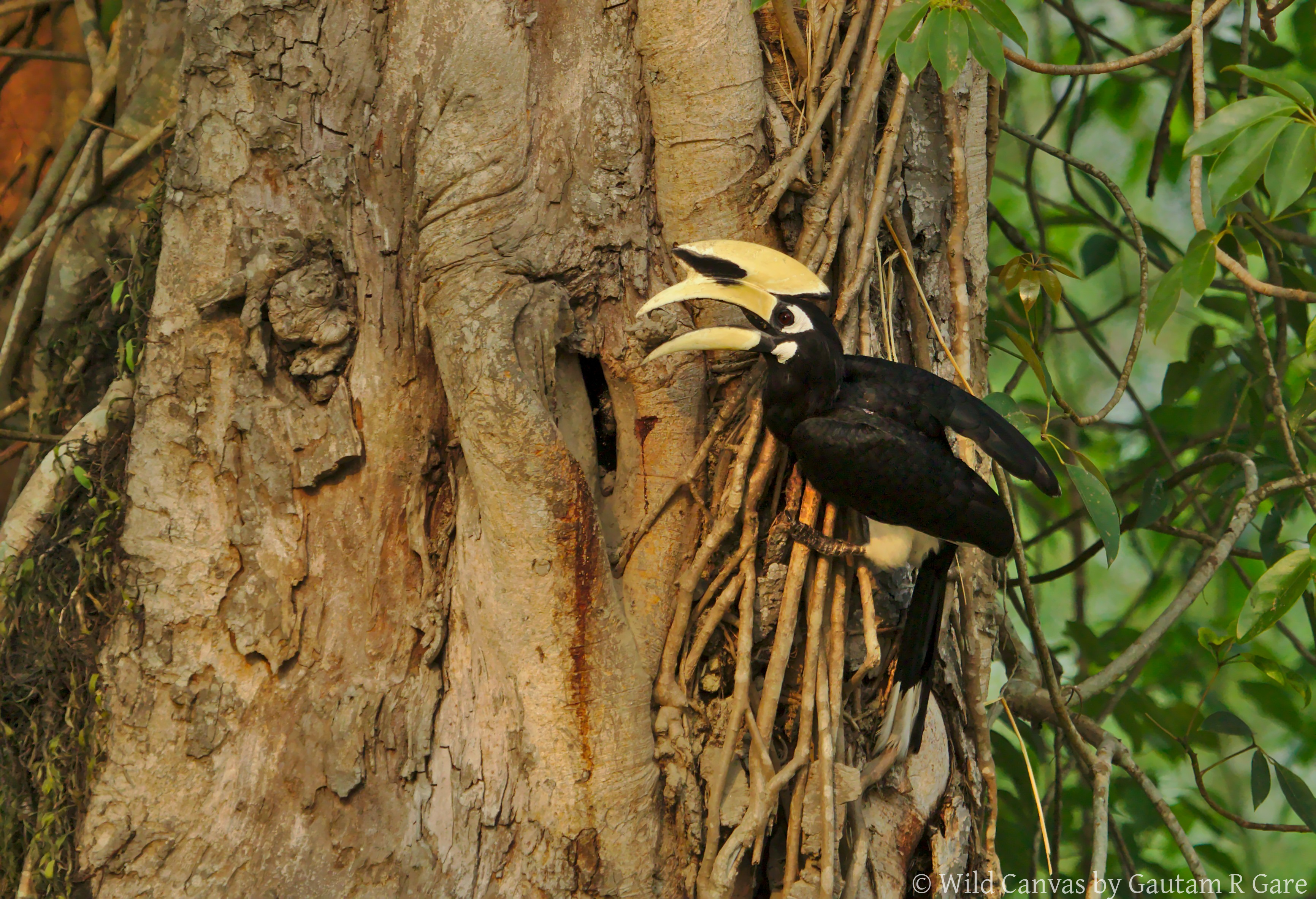 Wildlife photograph