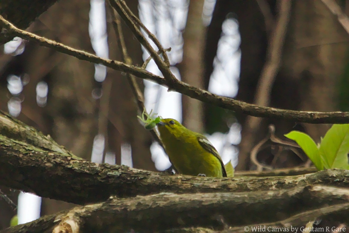 Wildlife photograph