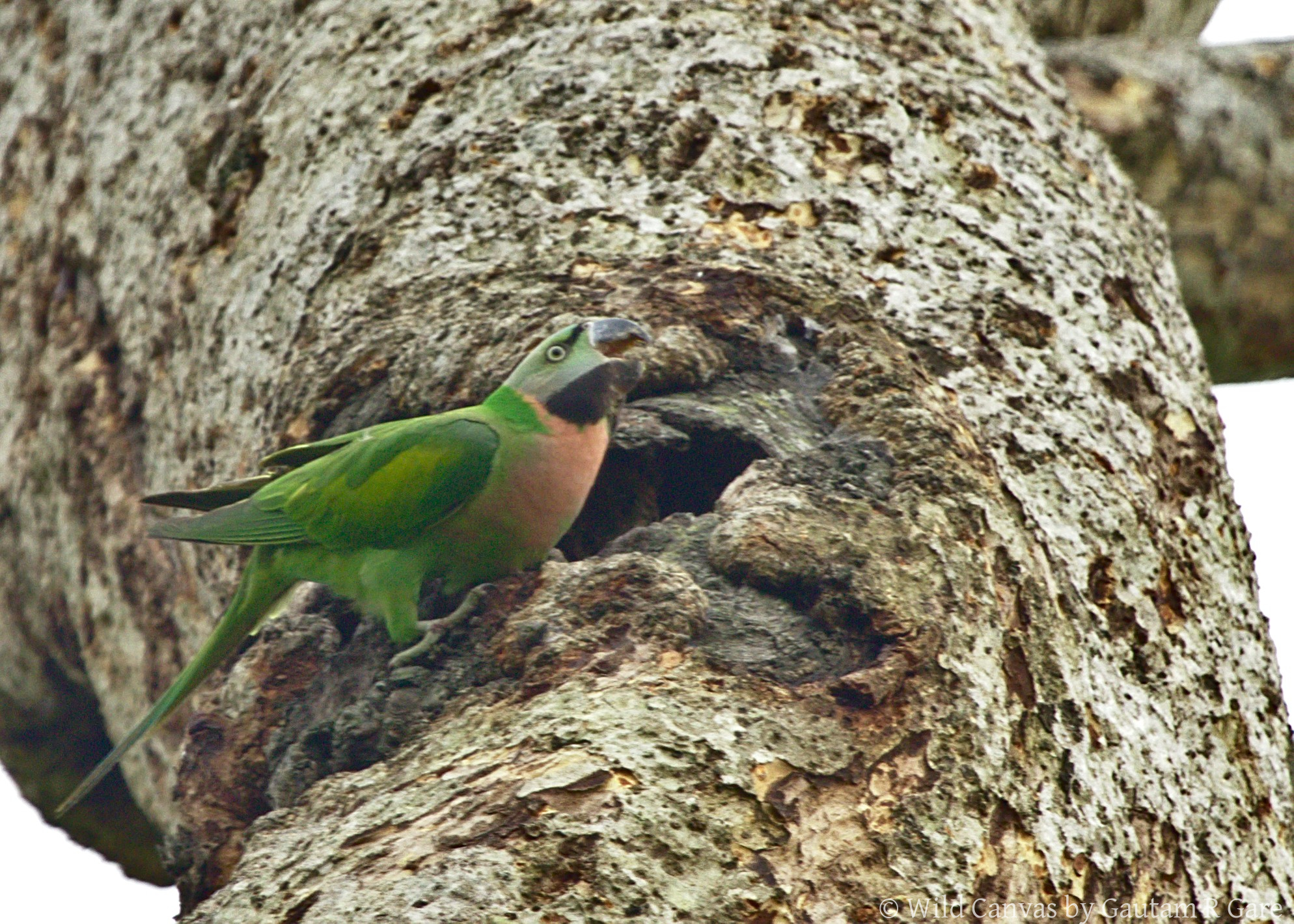Wildlife photograph