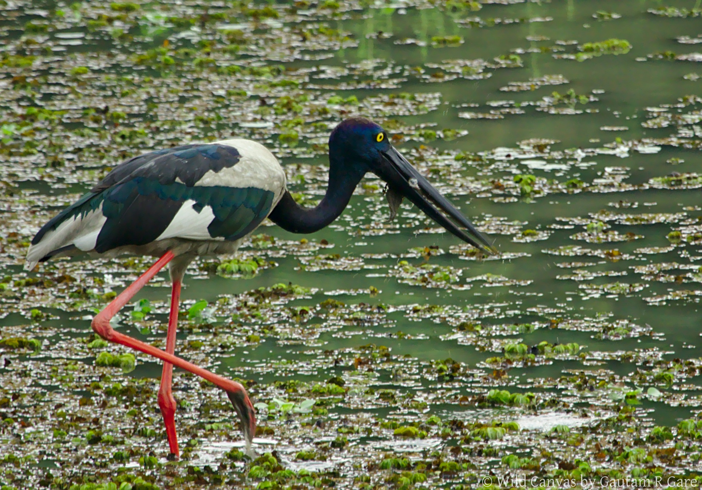 Wildlife photograph