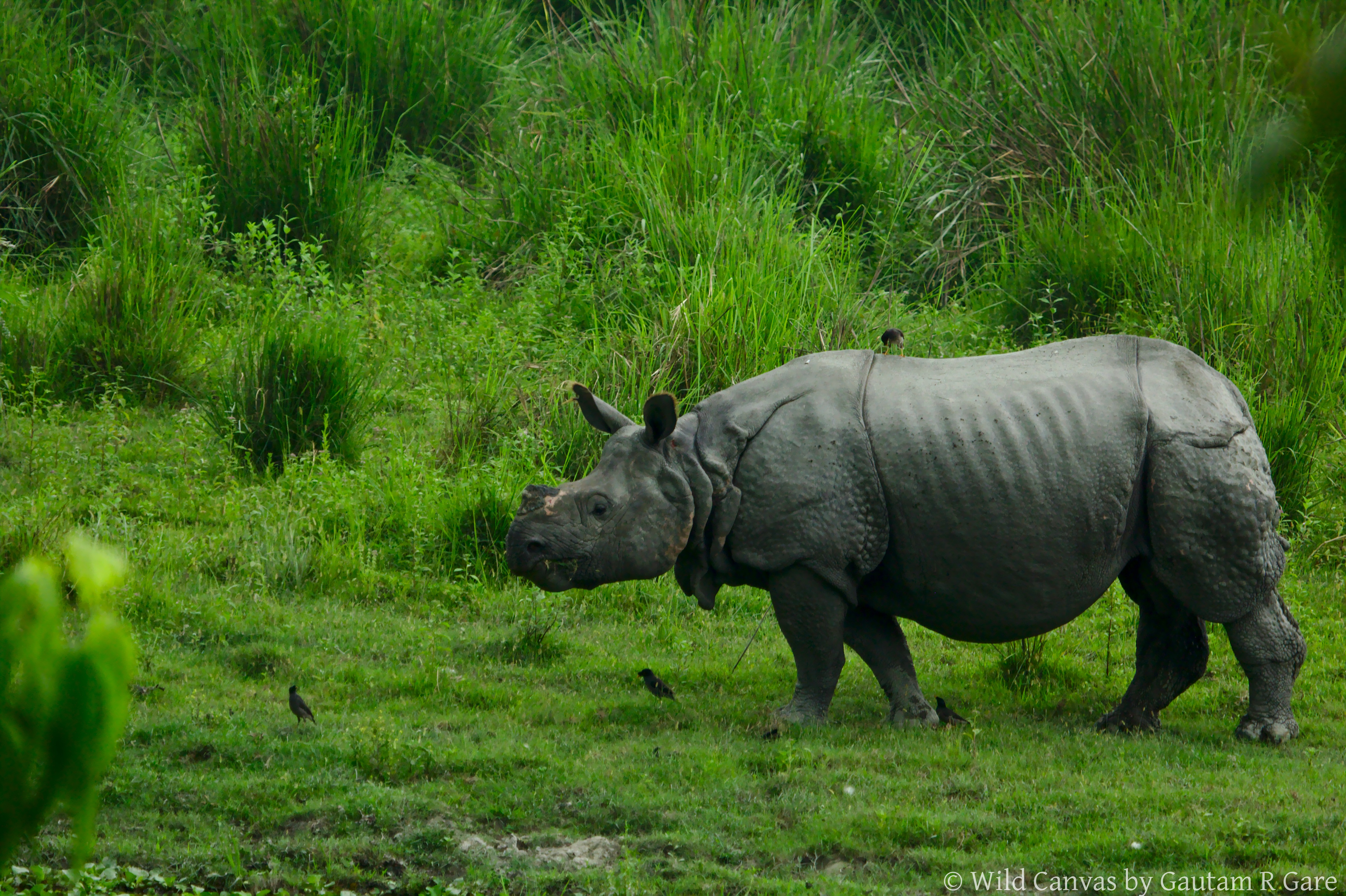 Wildlife photograph