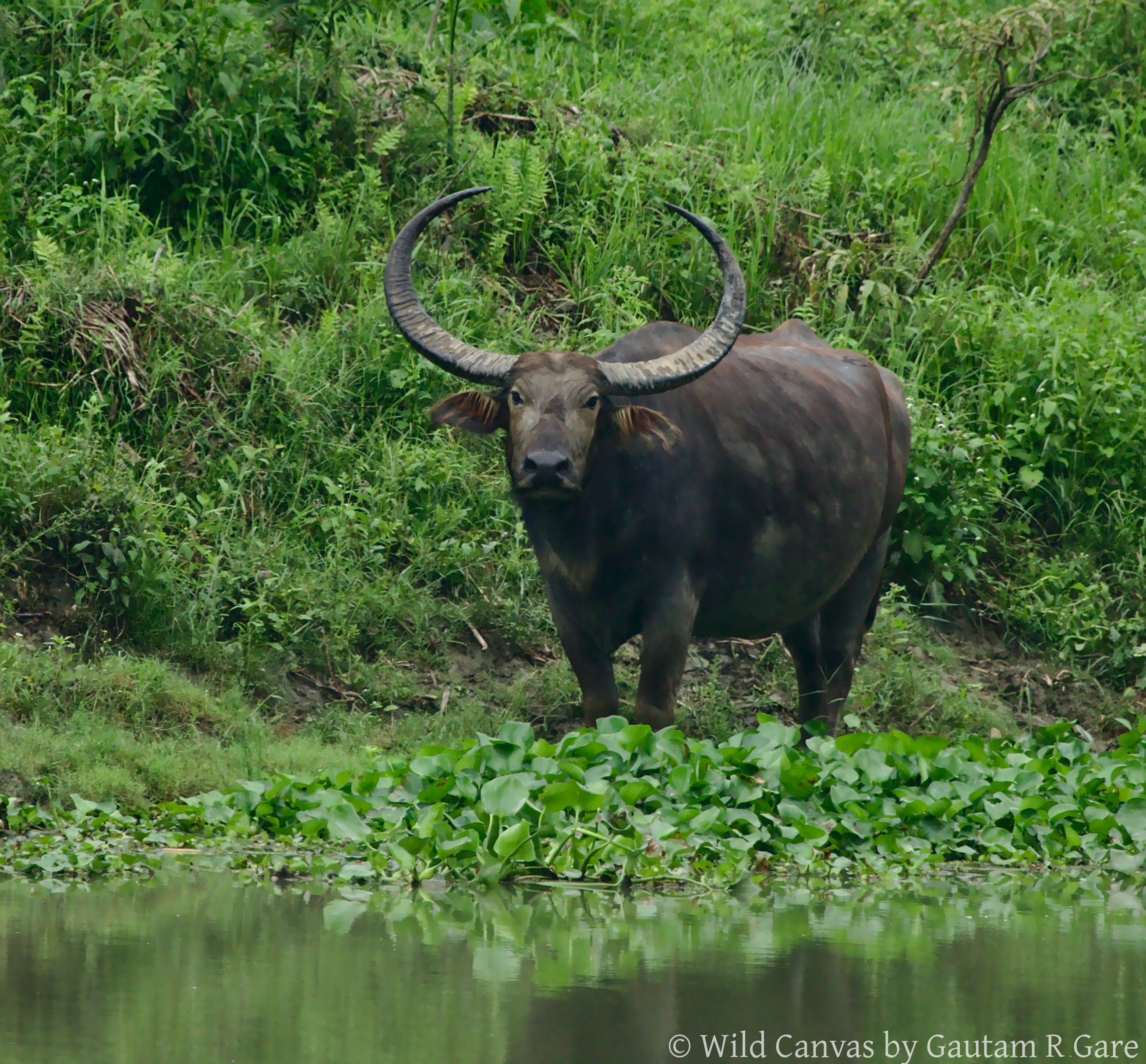Wildlife photograph