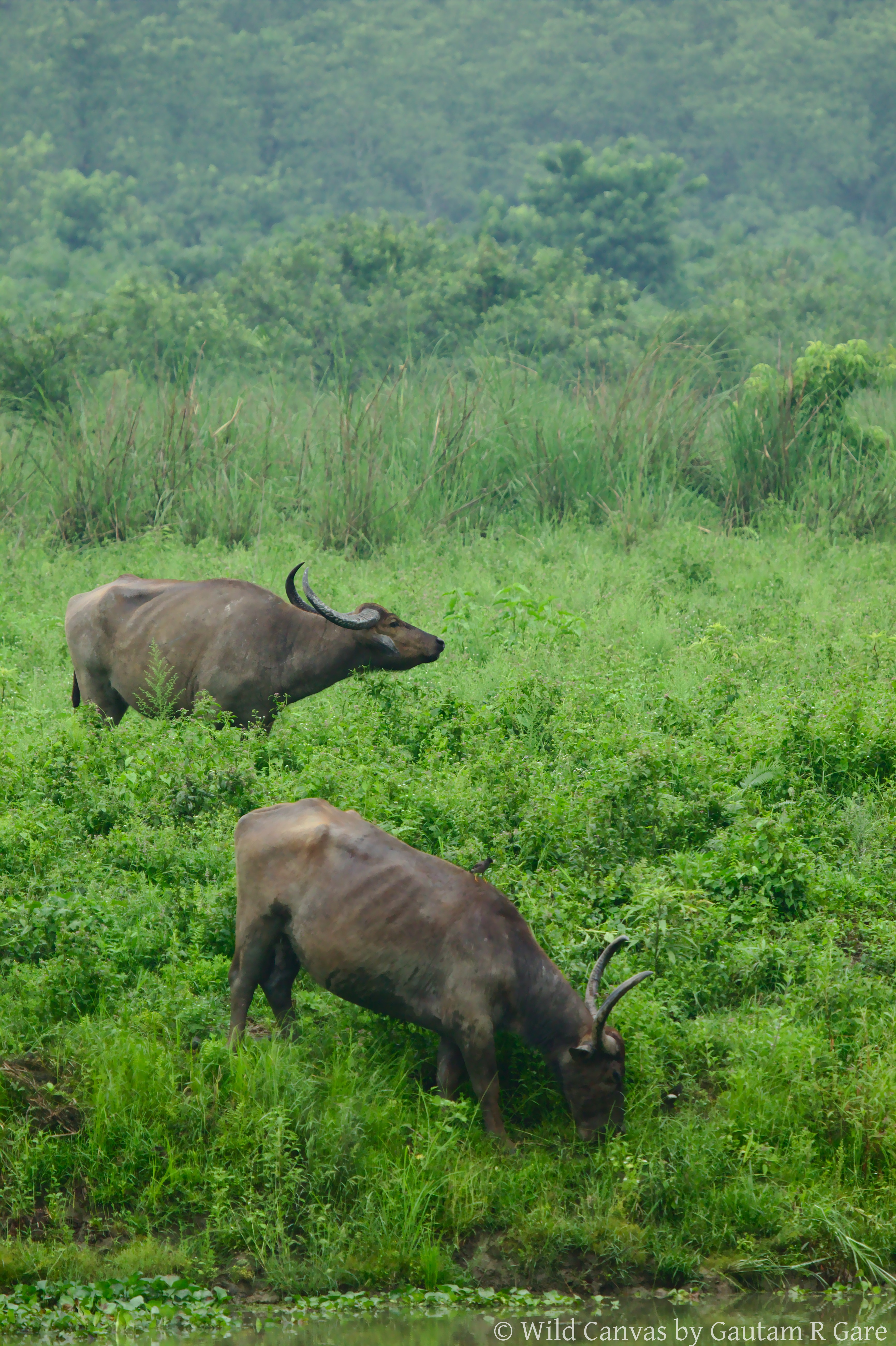 Wildlife photograph