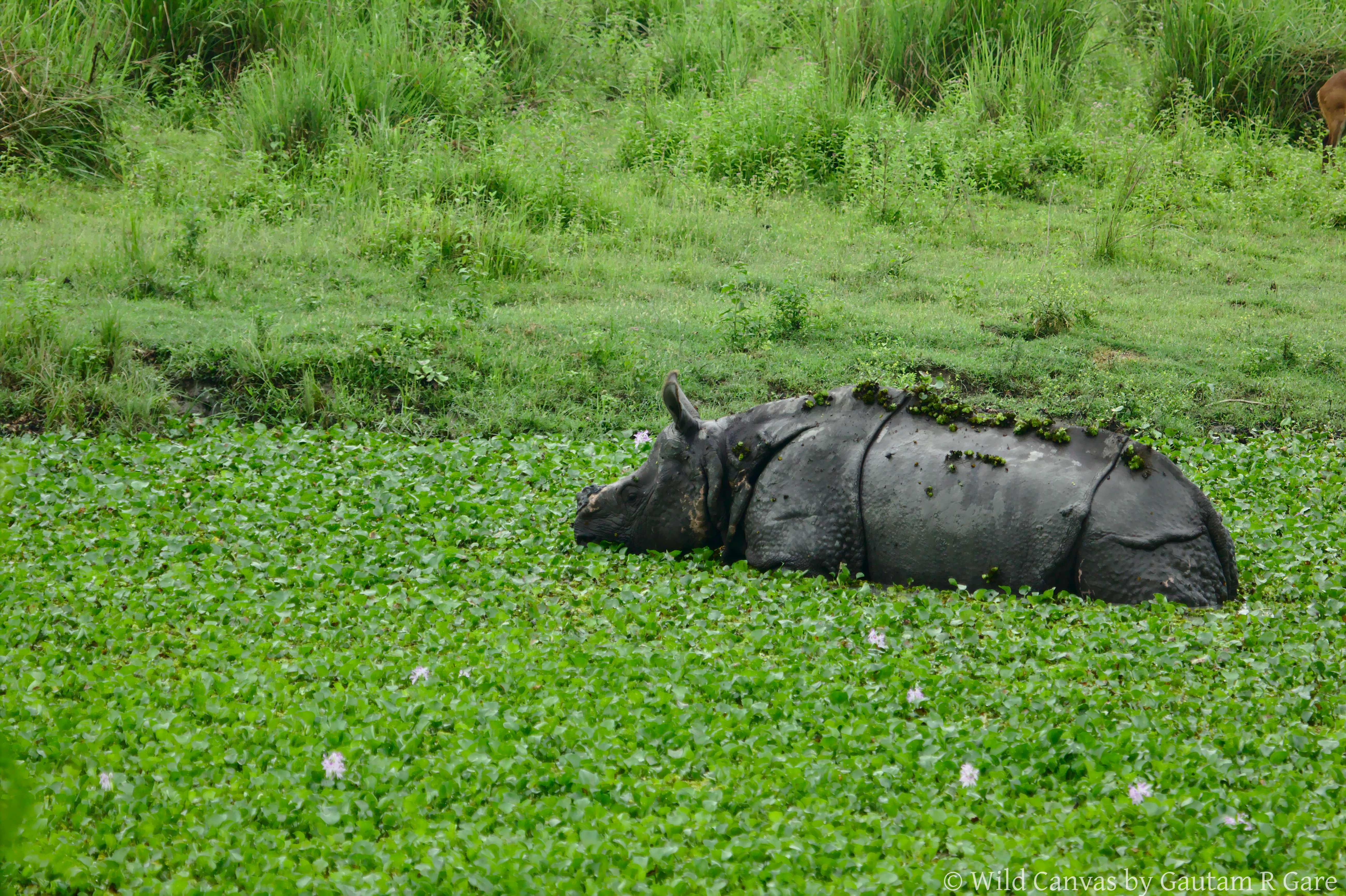 Wildlife photograph