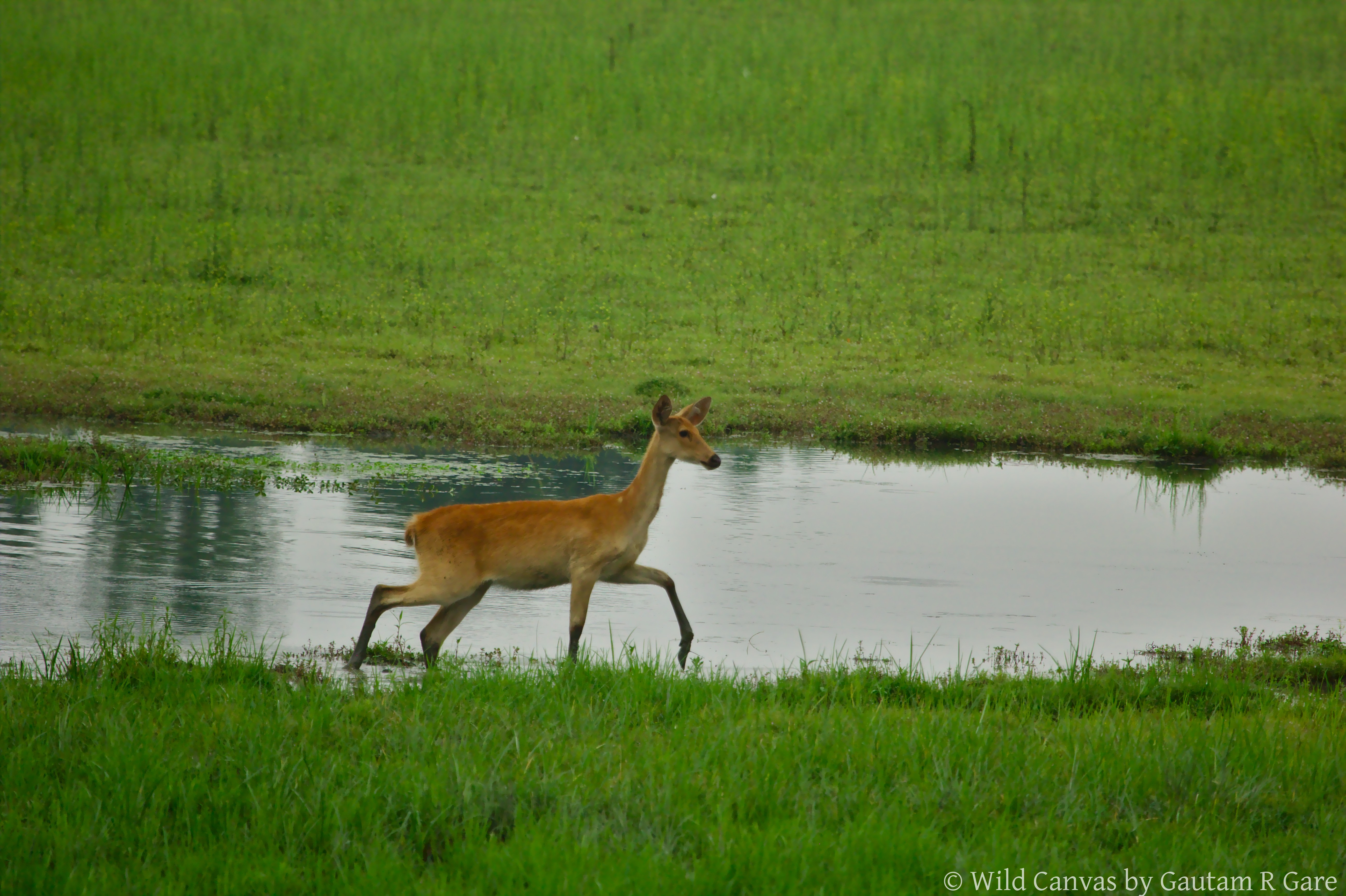 Wildlife photograph