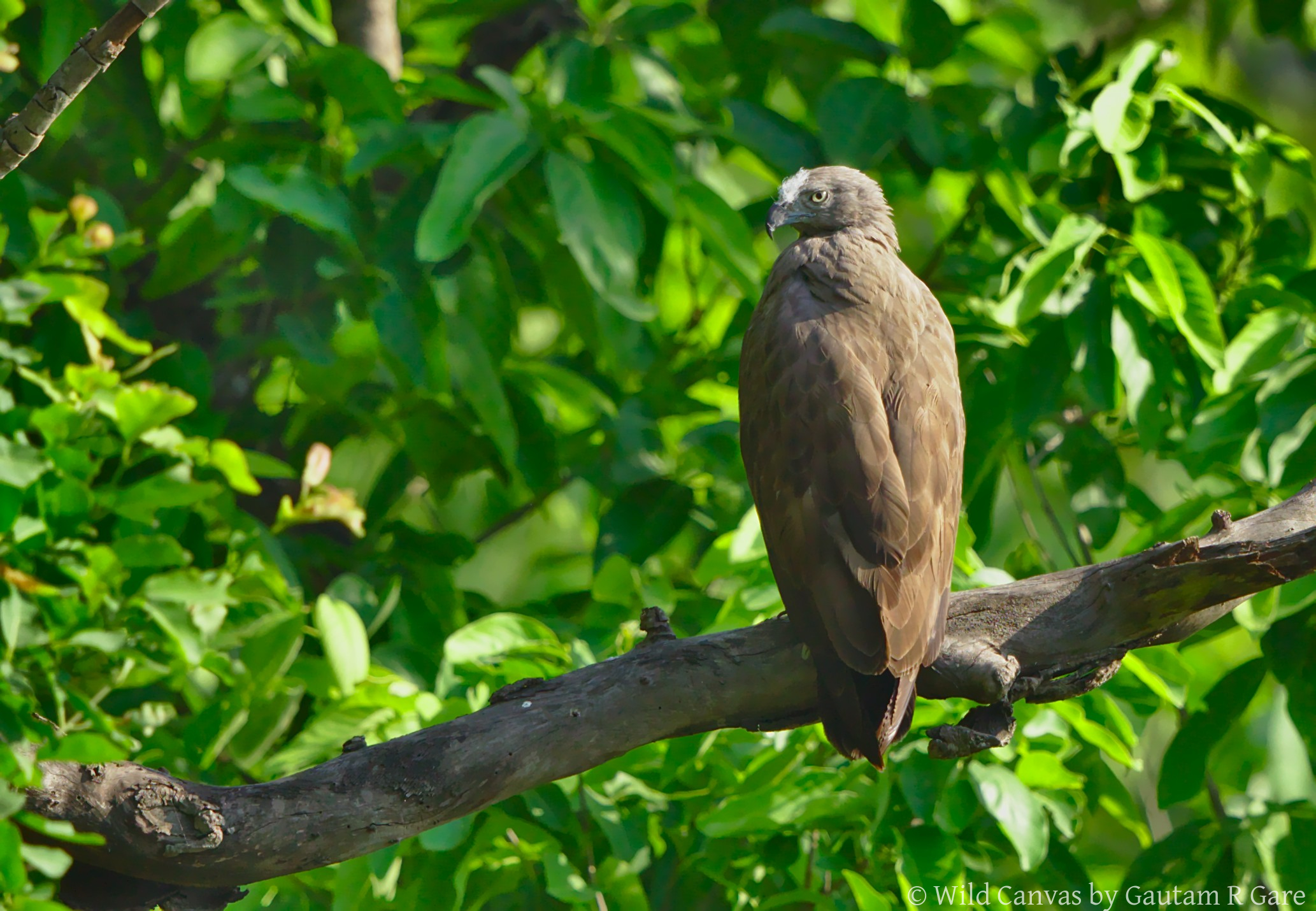 Wildlife photograph