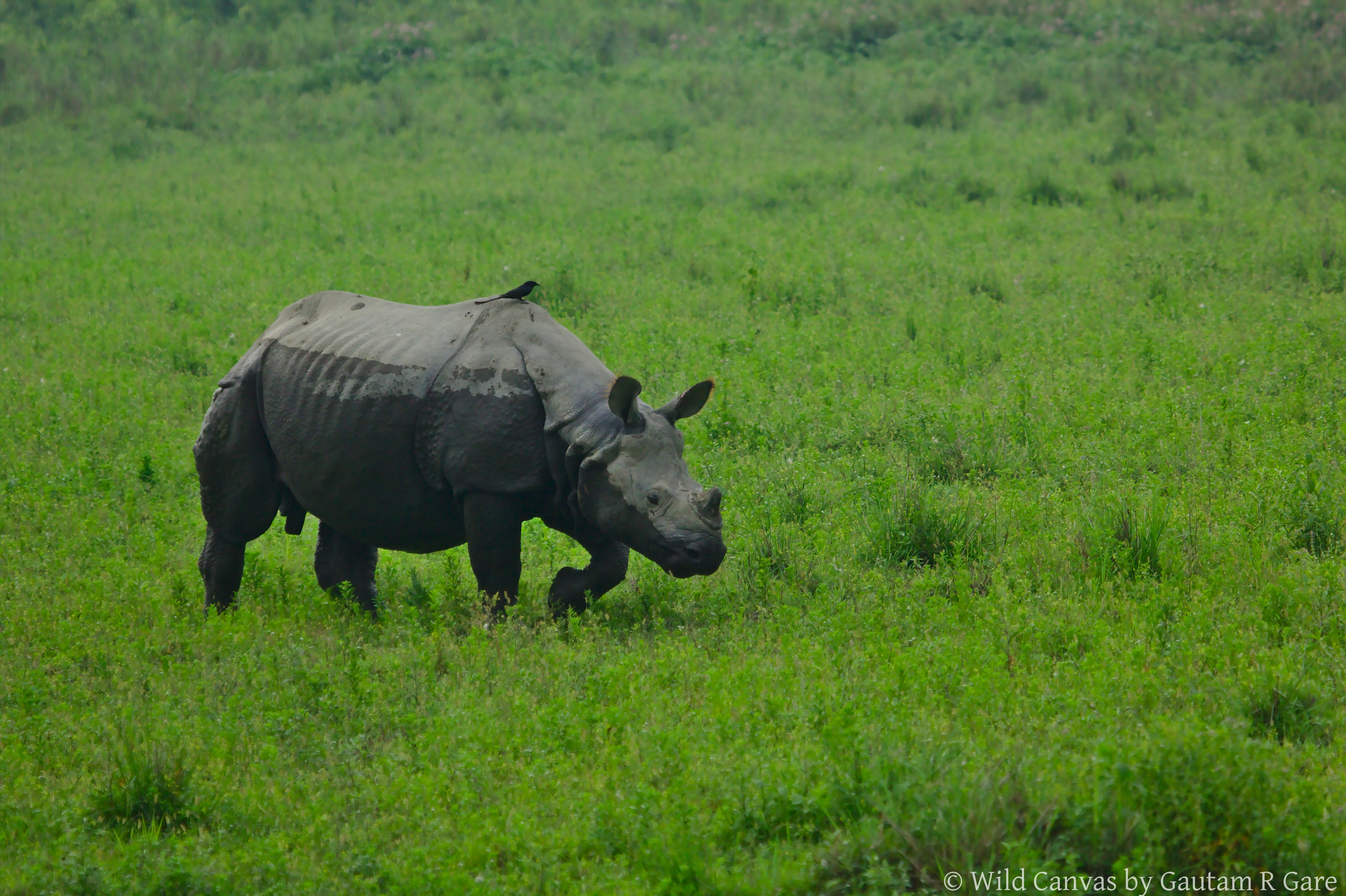 Wildlife photograph