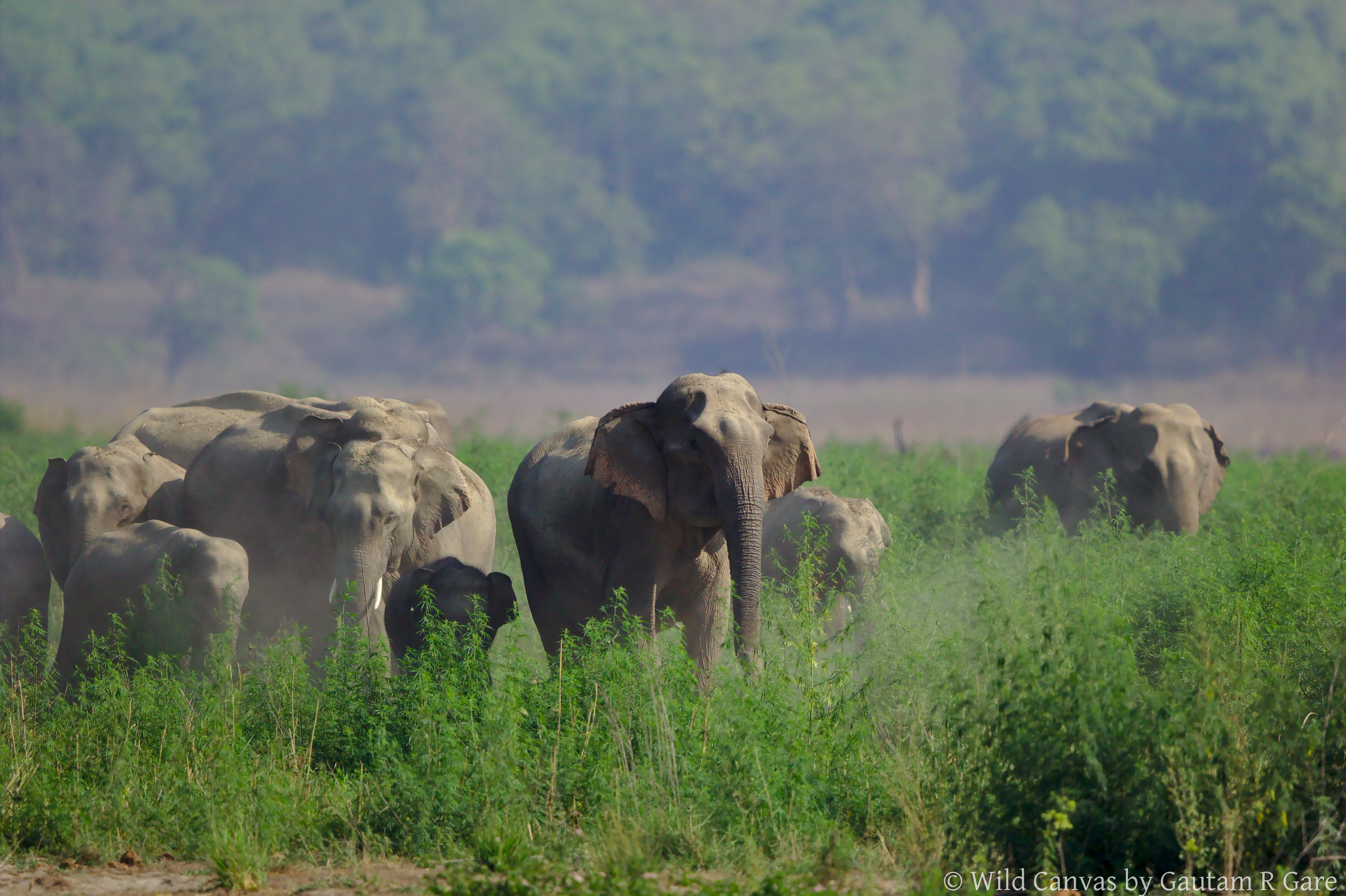 Wildlife photograph