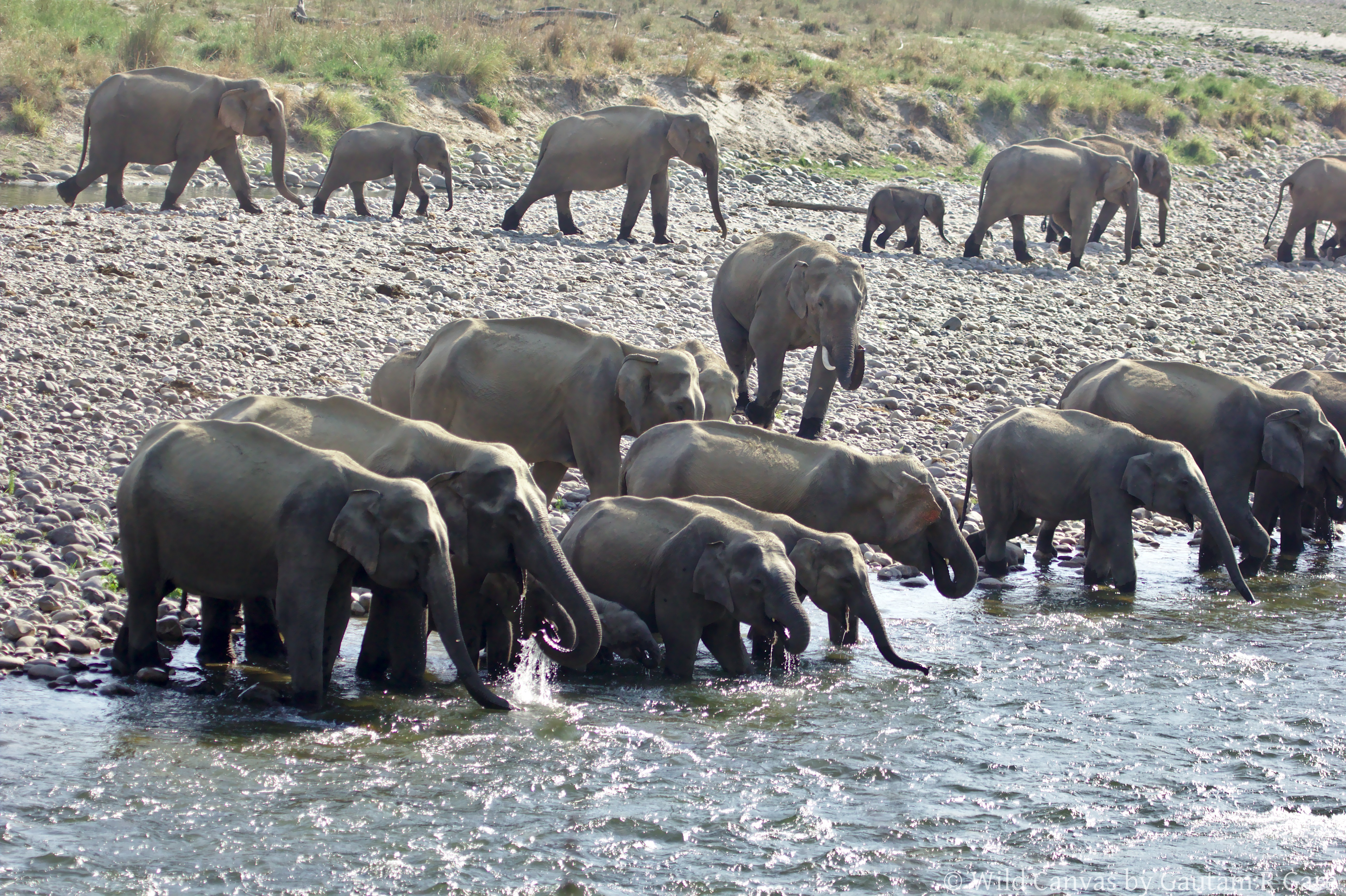 Wildlife photograph