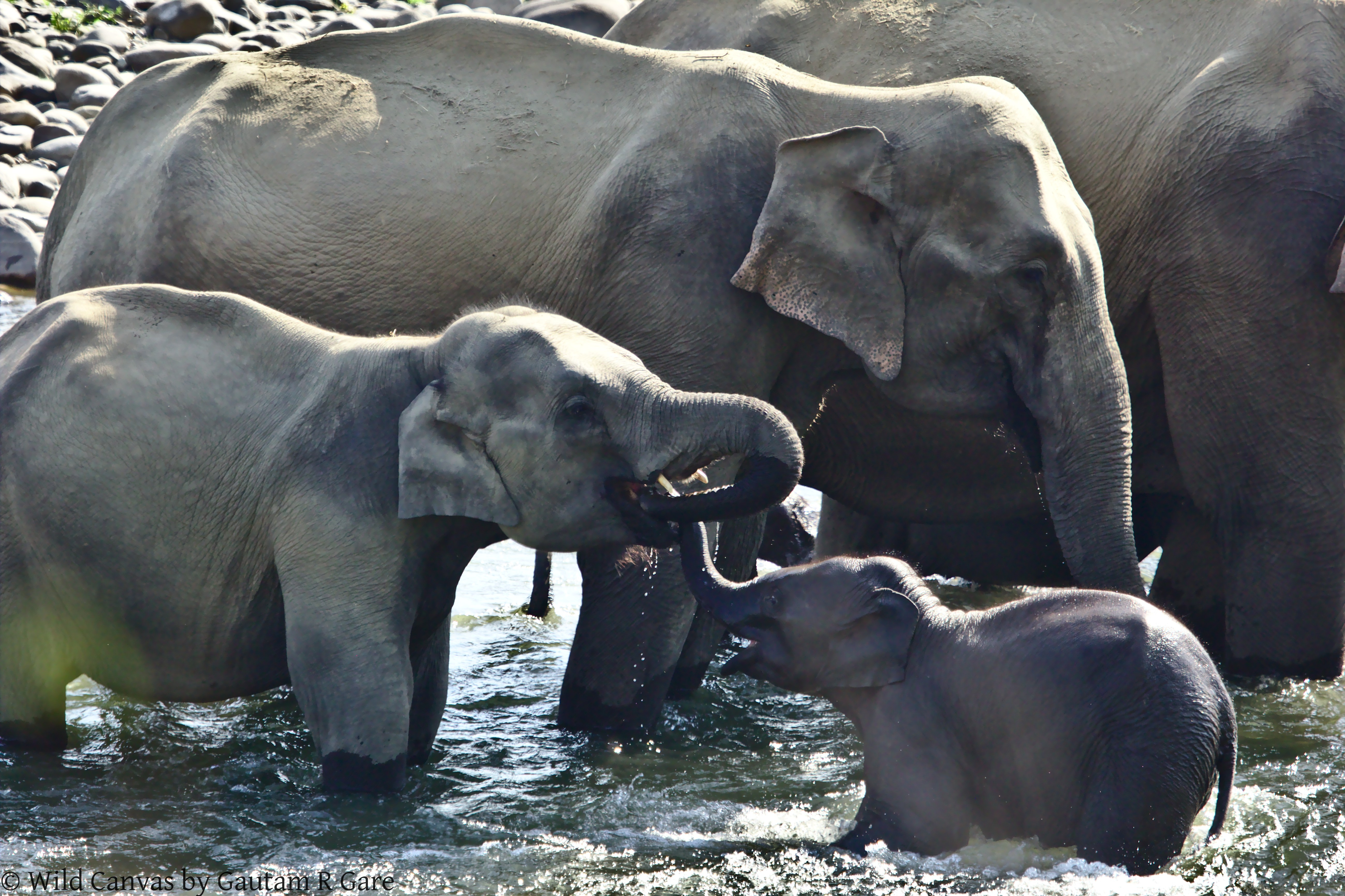 Wildlife photograph