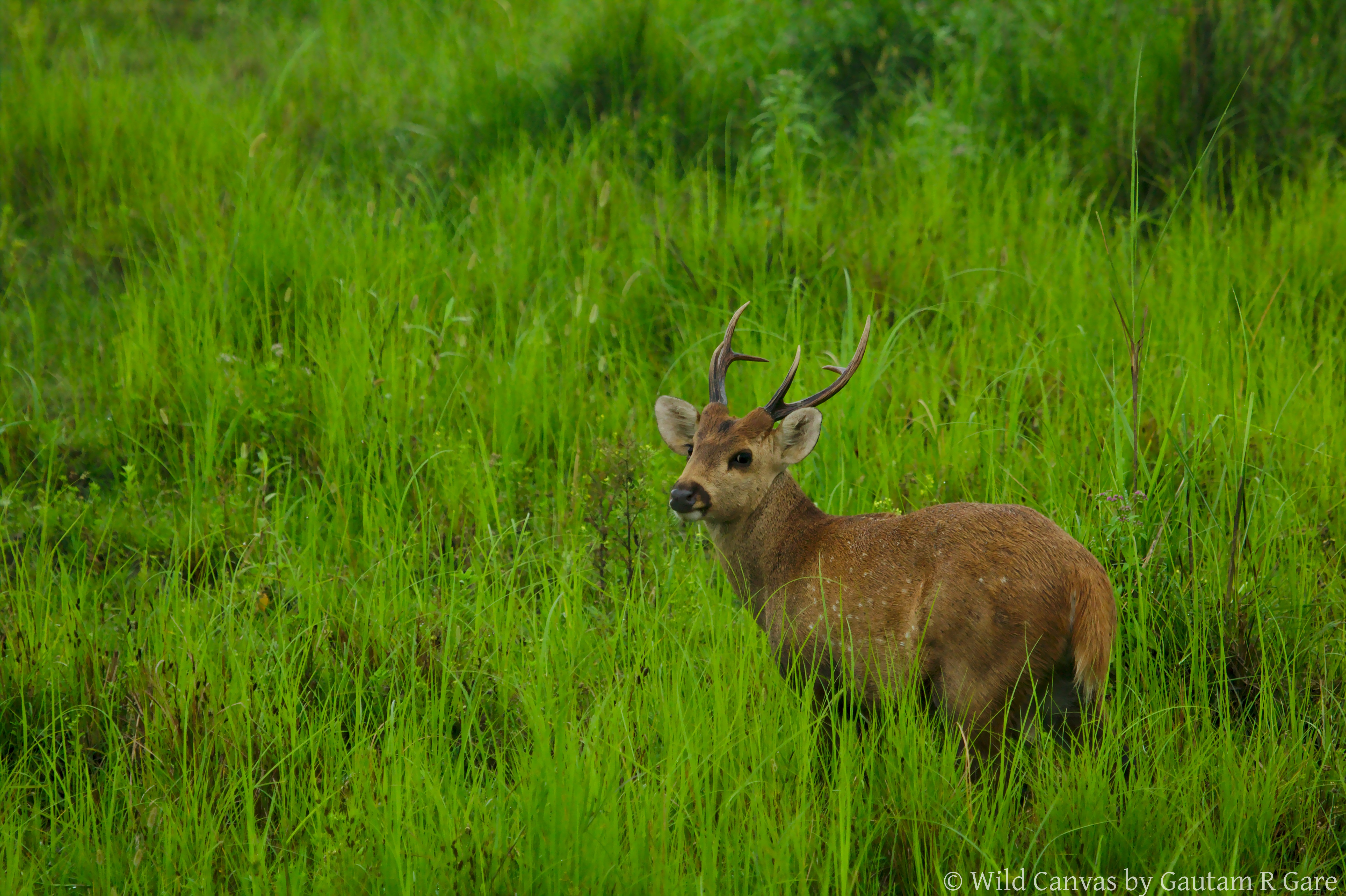 Wildlife photograph