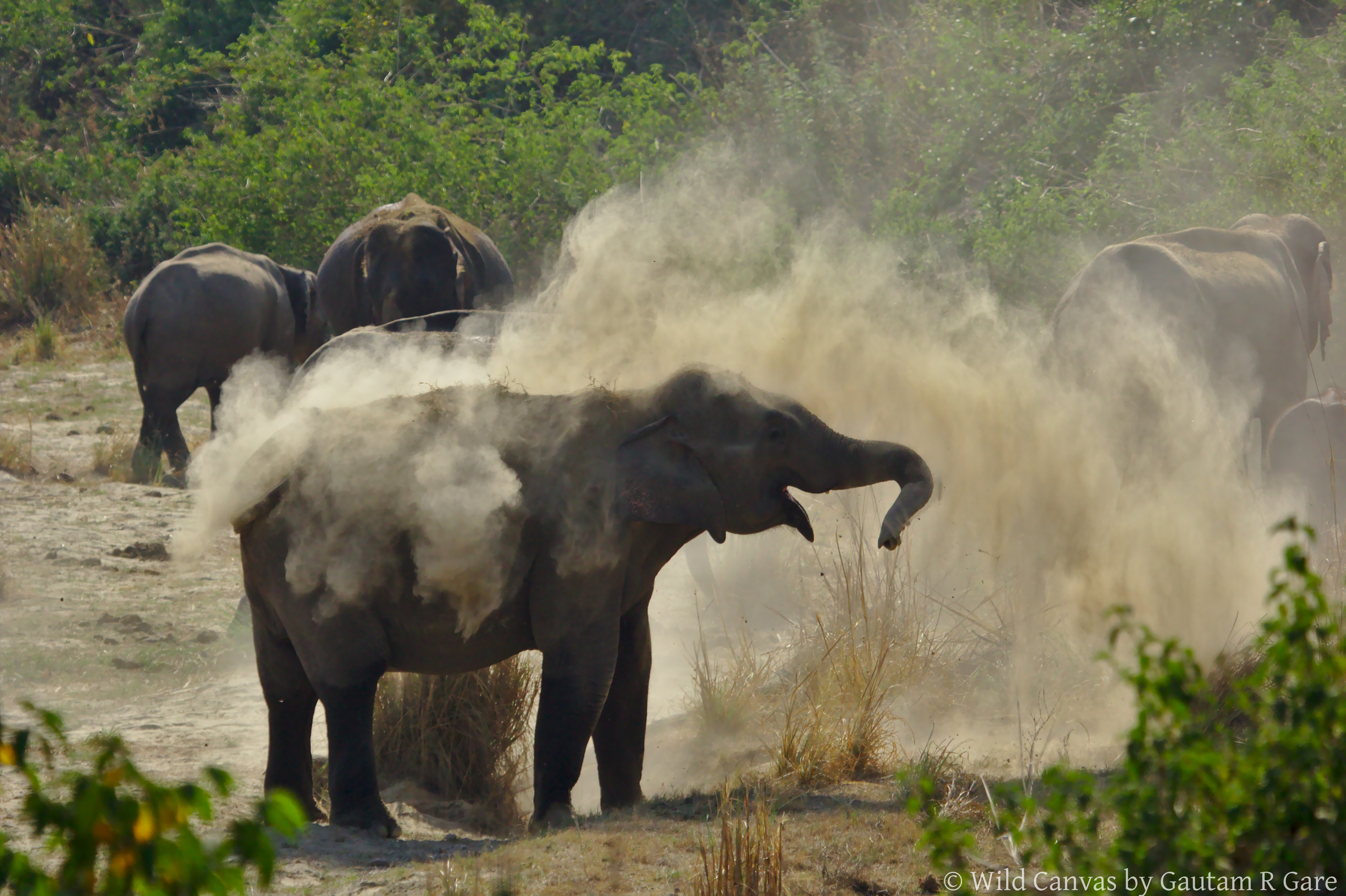 Wildlife photograph