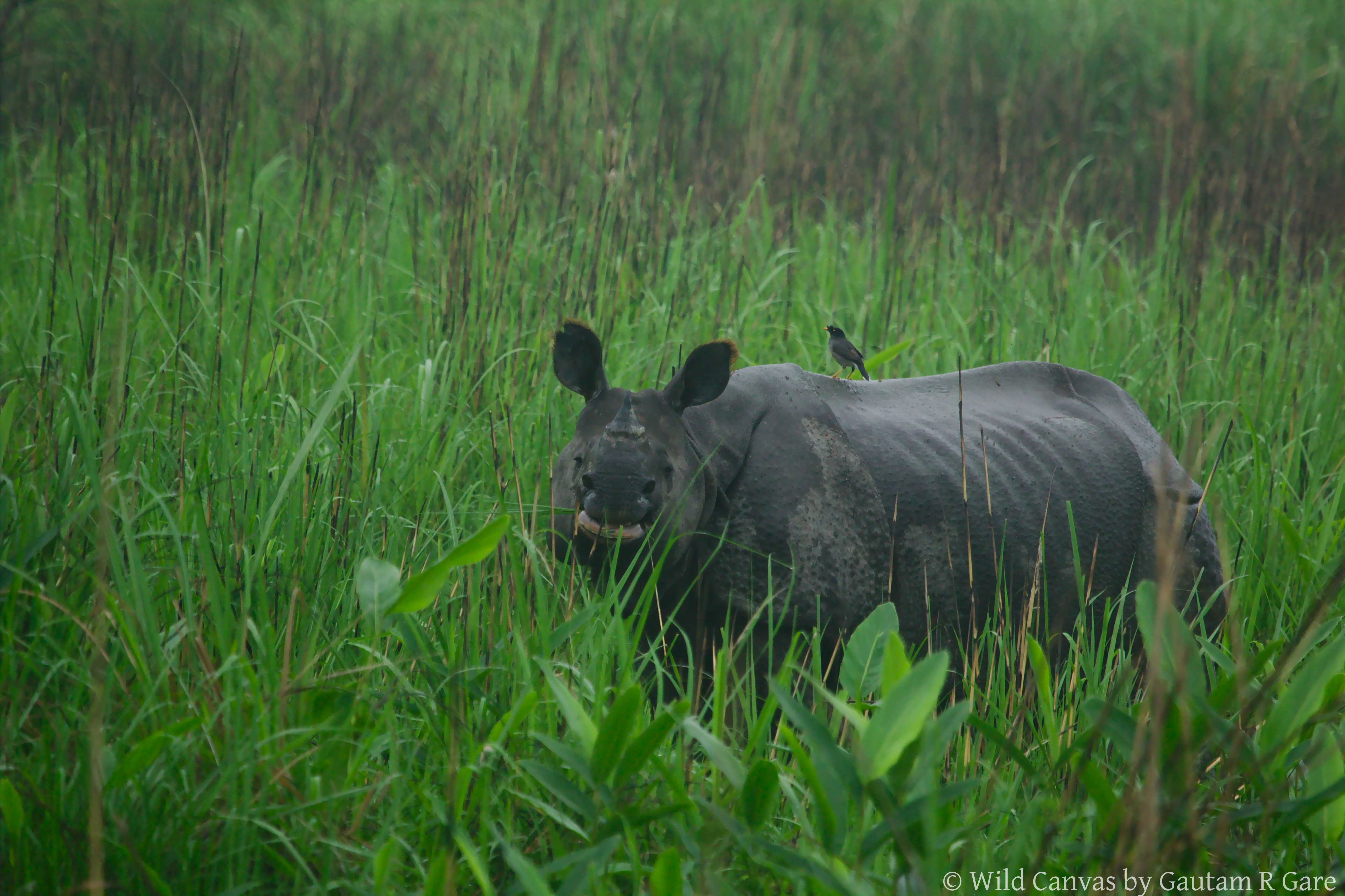 Wildlife photograph