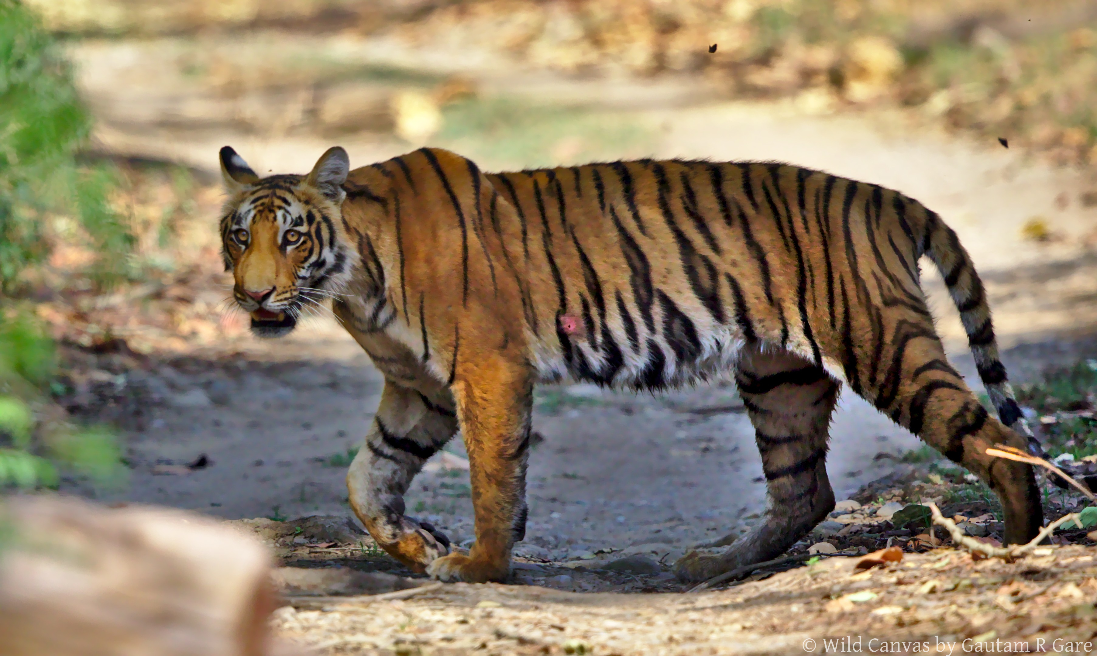 Wildlife photograph