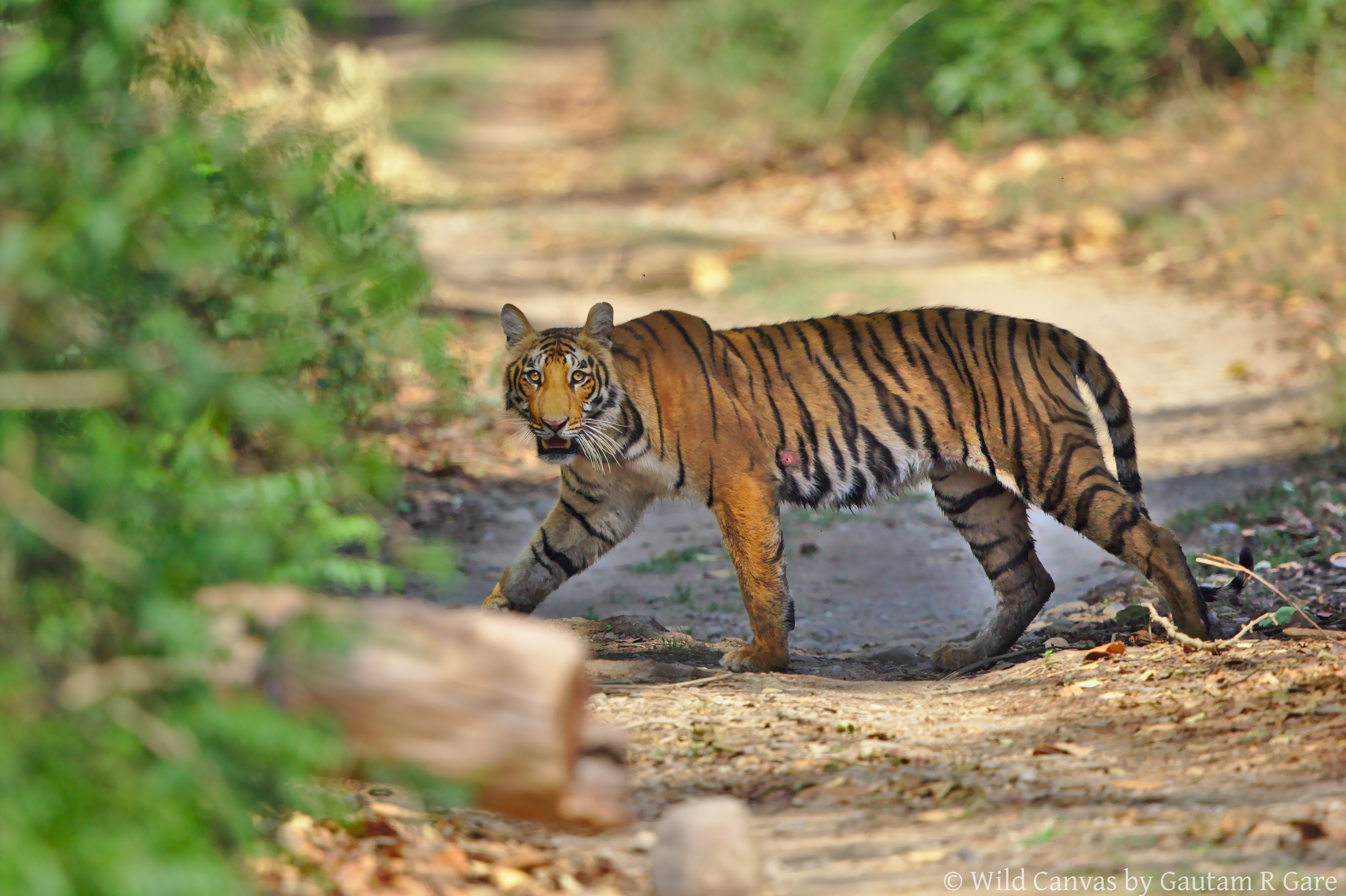 Wildlife photograph