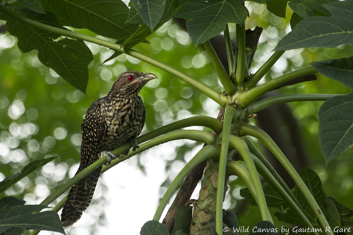 Wildlife photograph