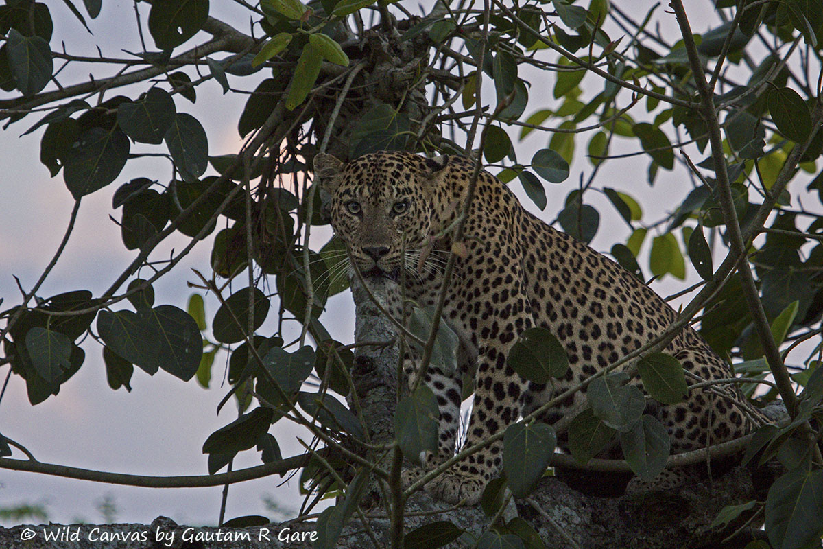 Wildlife photograph