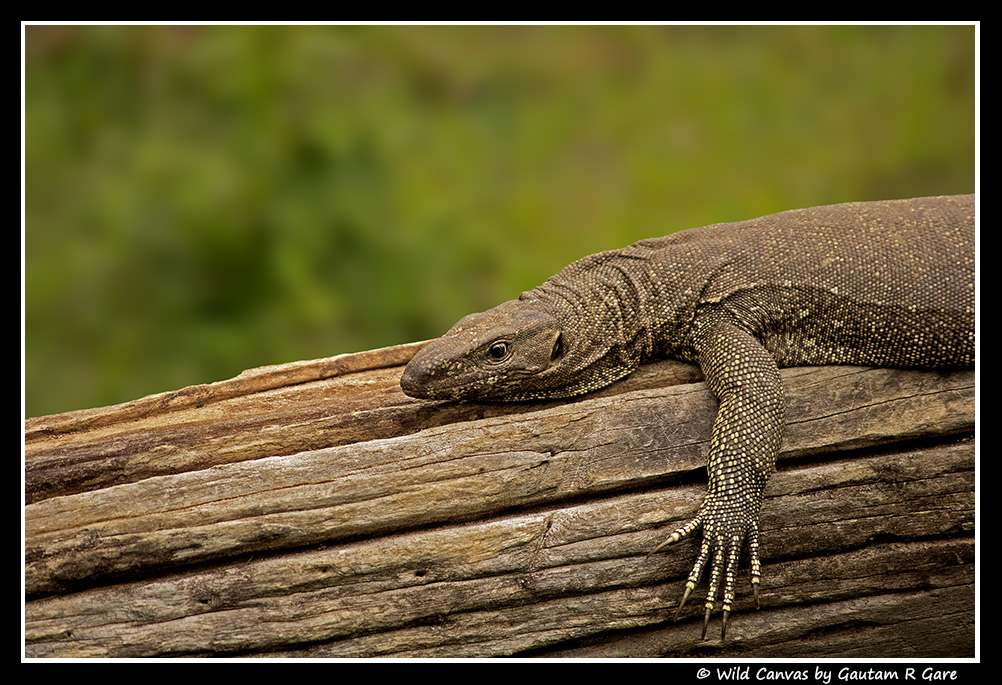 Wildlife photograph