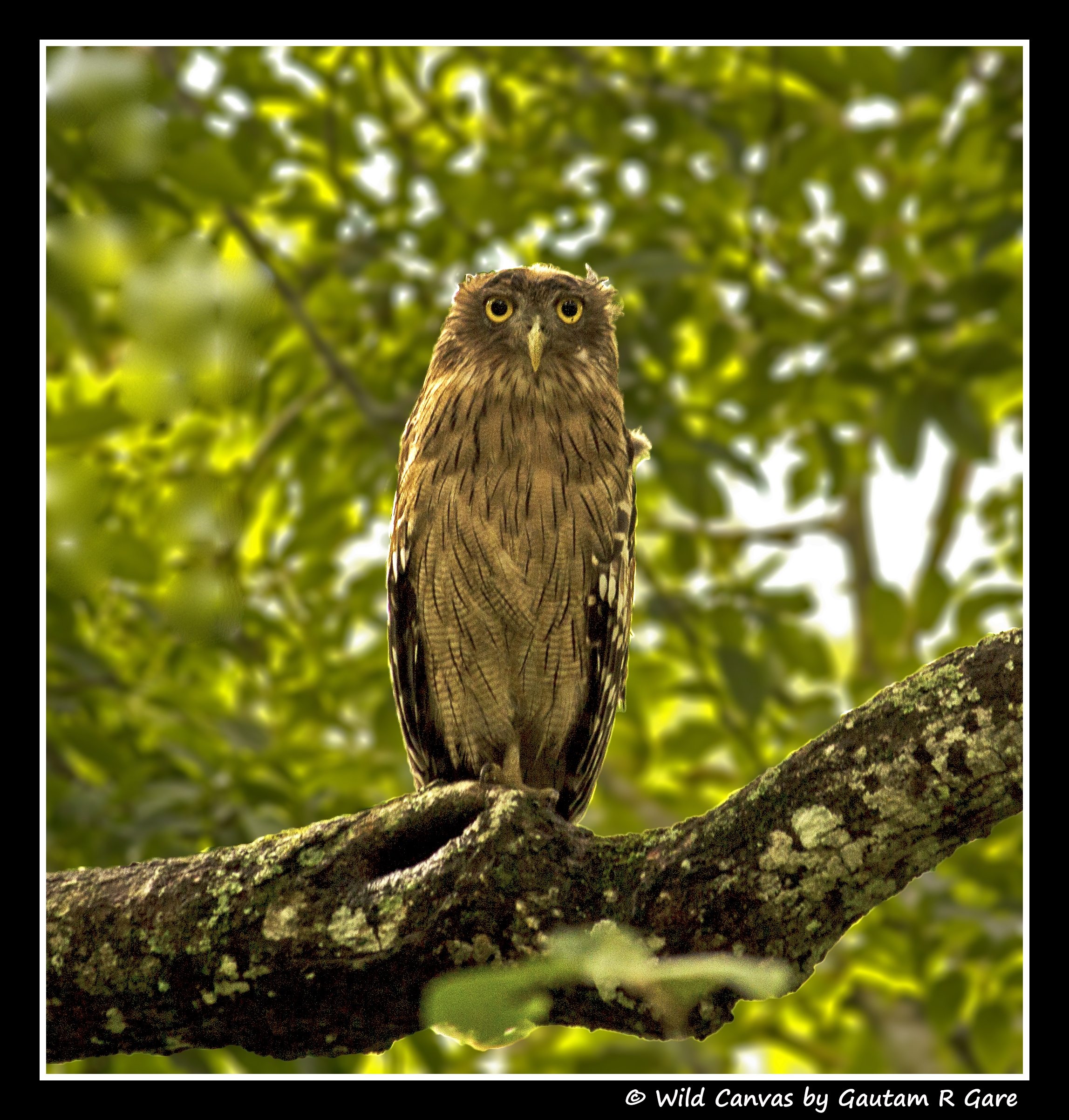 Wildlife photograph