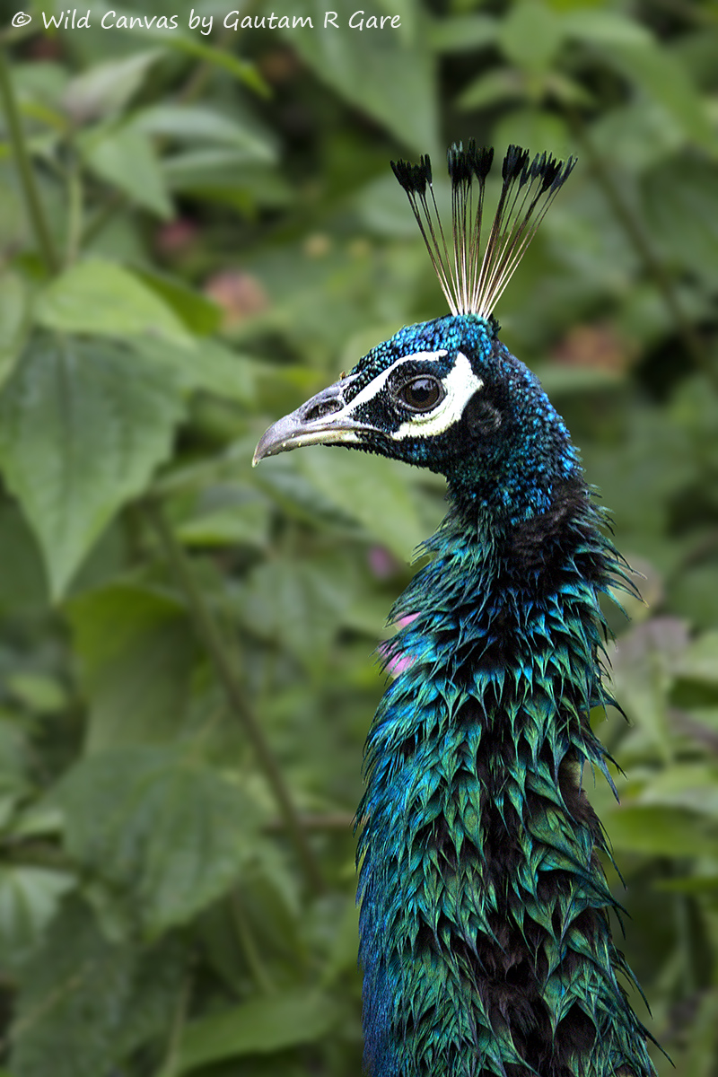 Wildlife photograph